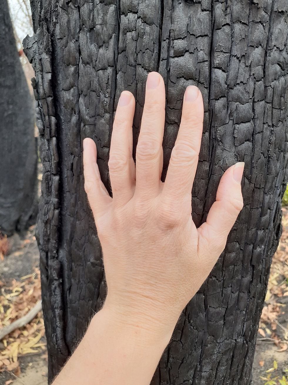 Burnt Tree from 2019/20 bushfires - S. Kian-Judge.