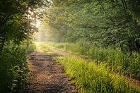 meadow-8001786_1280.jpg