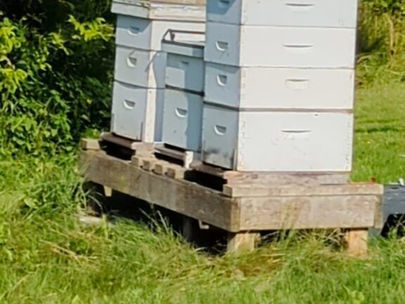 How is our beehives and honey stores doing this year?