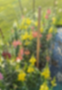 Garden.png