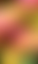 A picture of mangos.