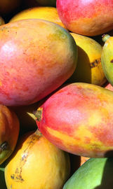 A picture of mangos.