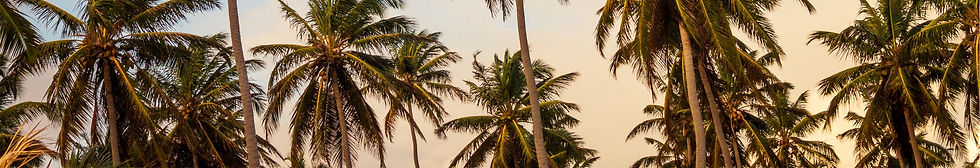 Palm Trees_edited.jpg
