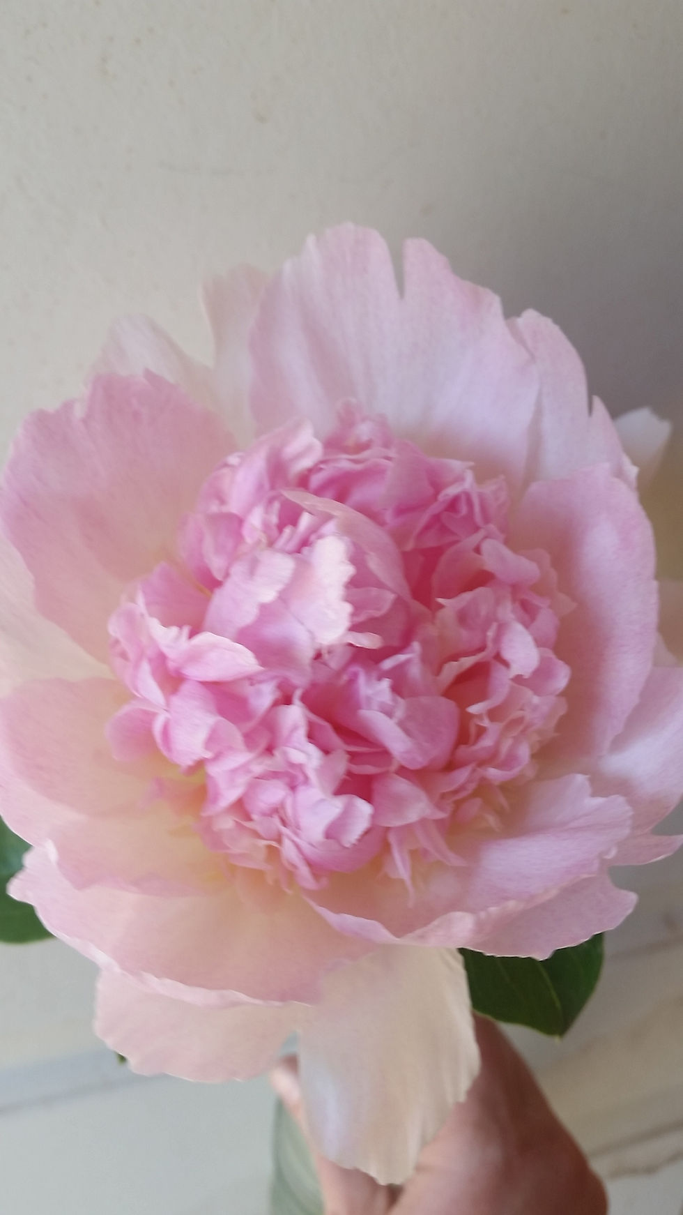 Thumbnail: Peony bunch