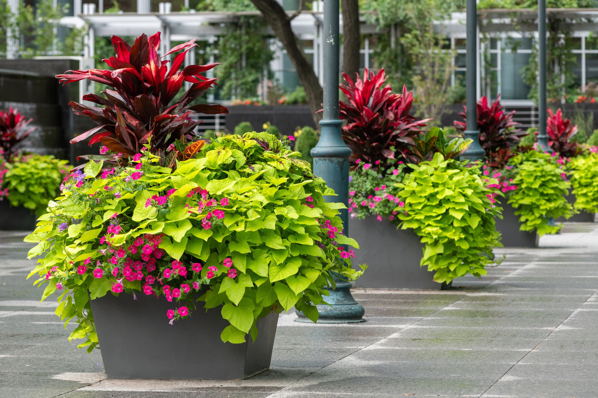 Locations Strathmore Montréal