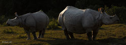 Rhinos