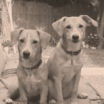 Deux chiens vivants sous le même toit