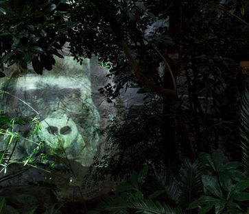 A gorilla portrait projection behind plants