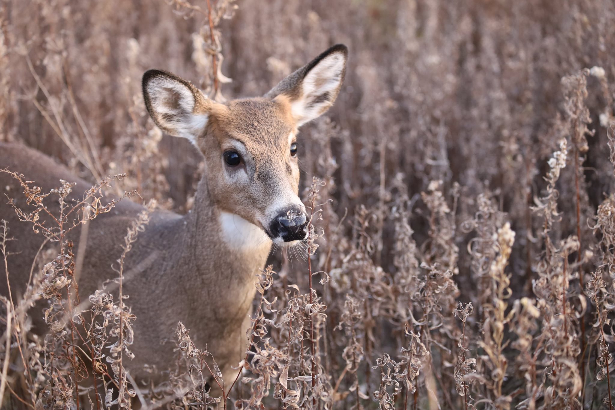 White-tailed Deer