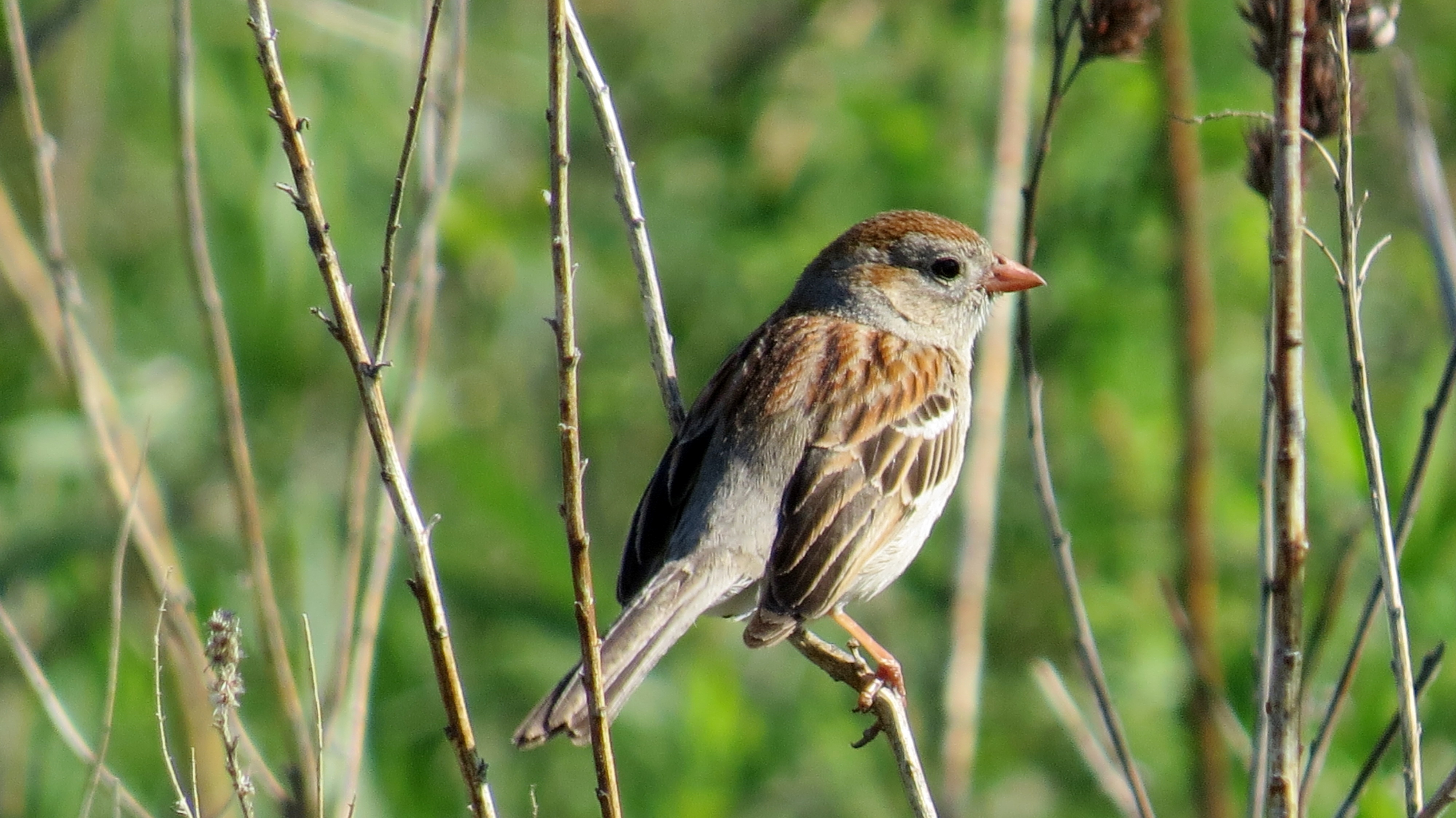 Field Sparrow
