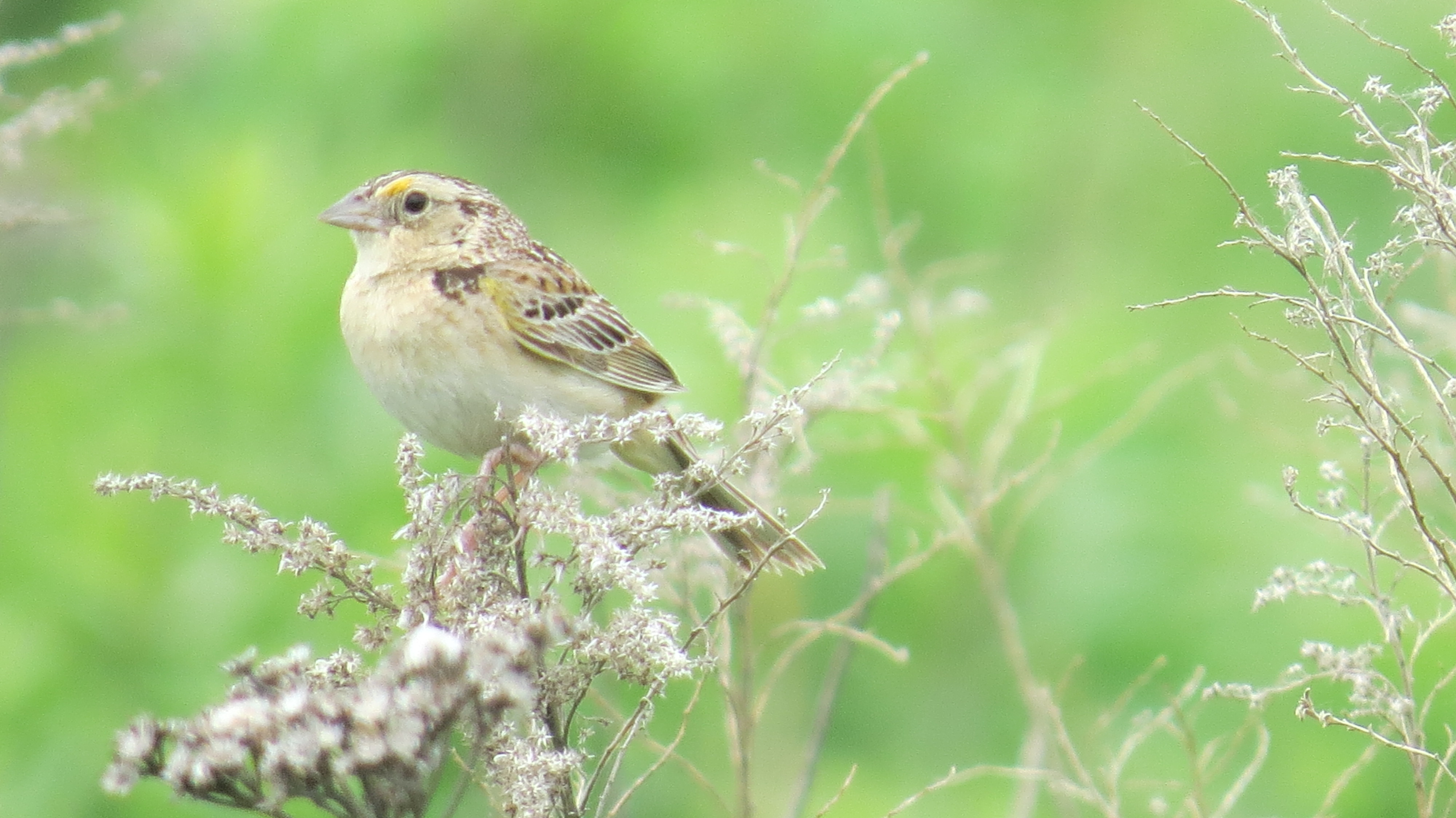 Grasshopper Sparrow
