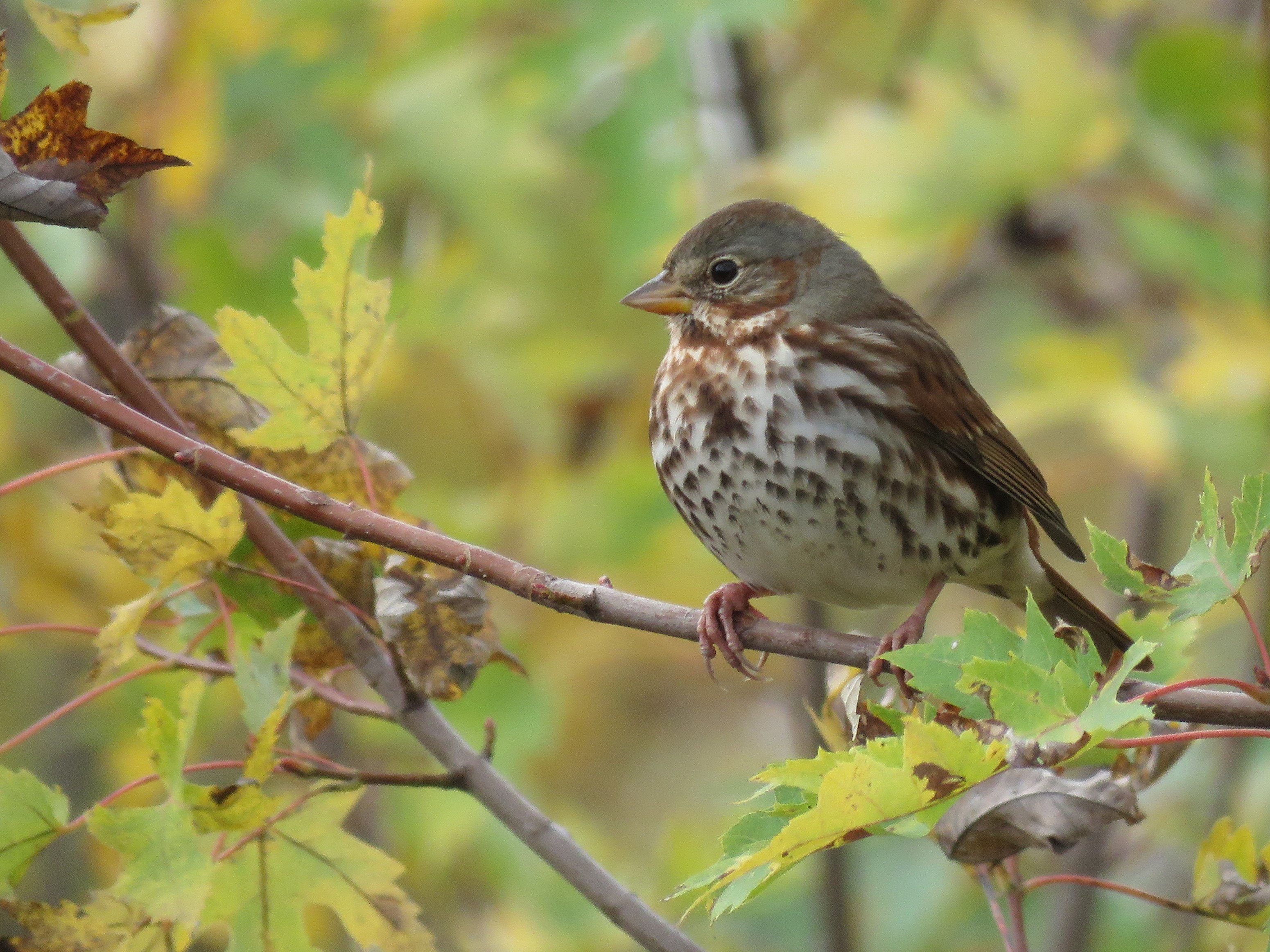 Fox Sparrow