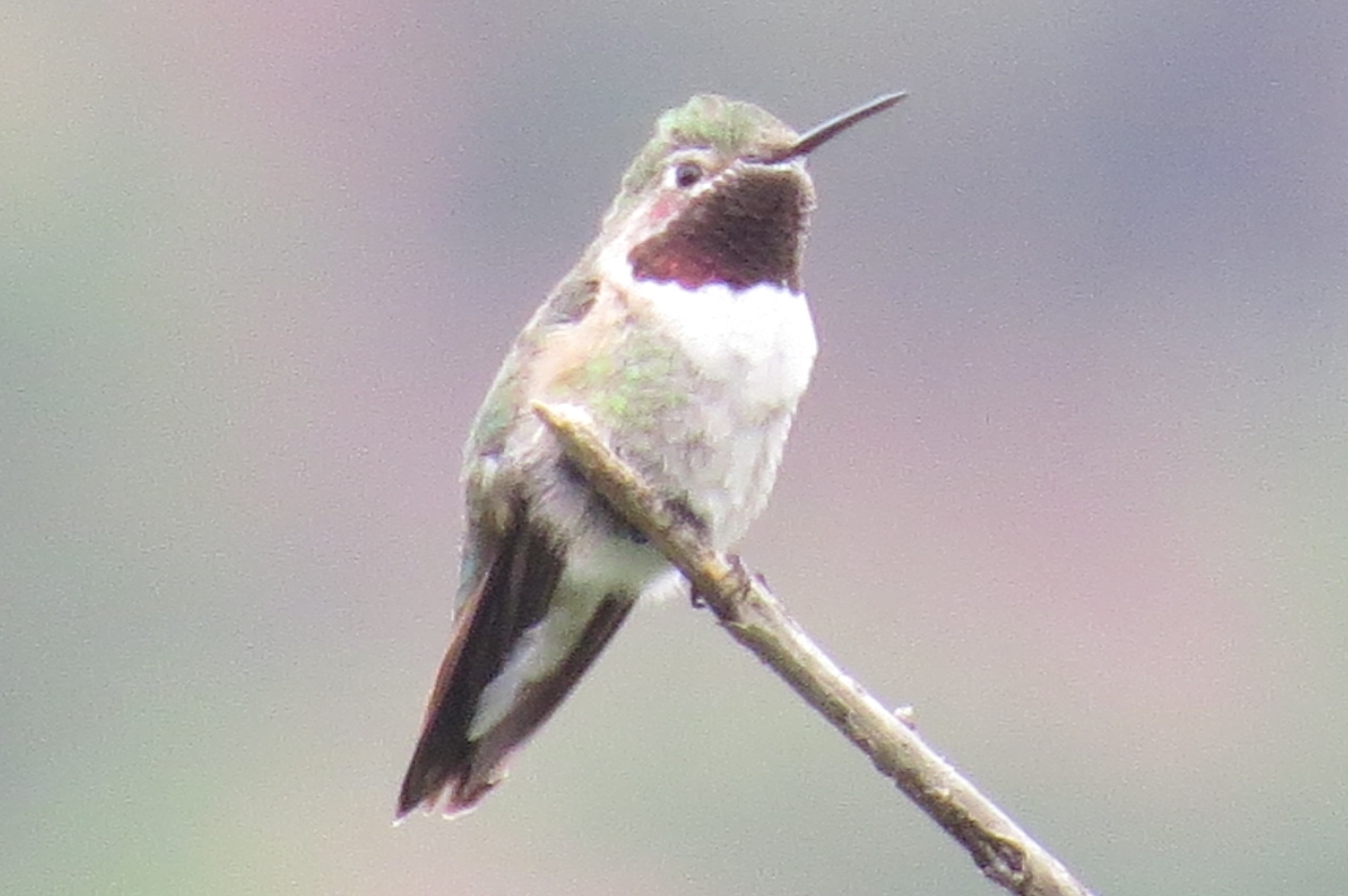 Broad-tailed Hummingbird