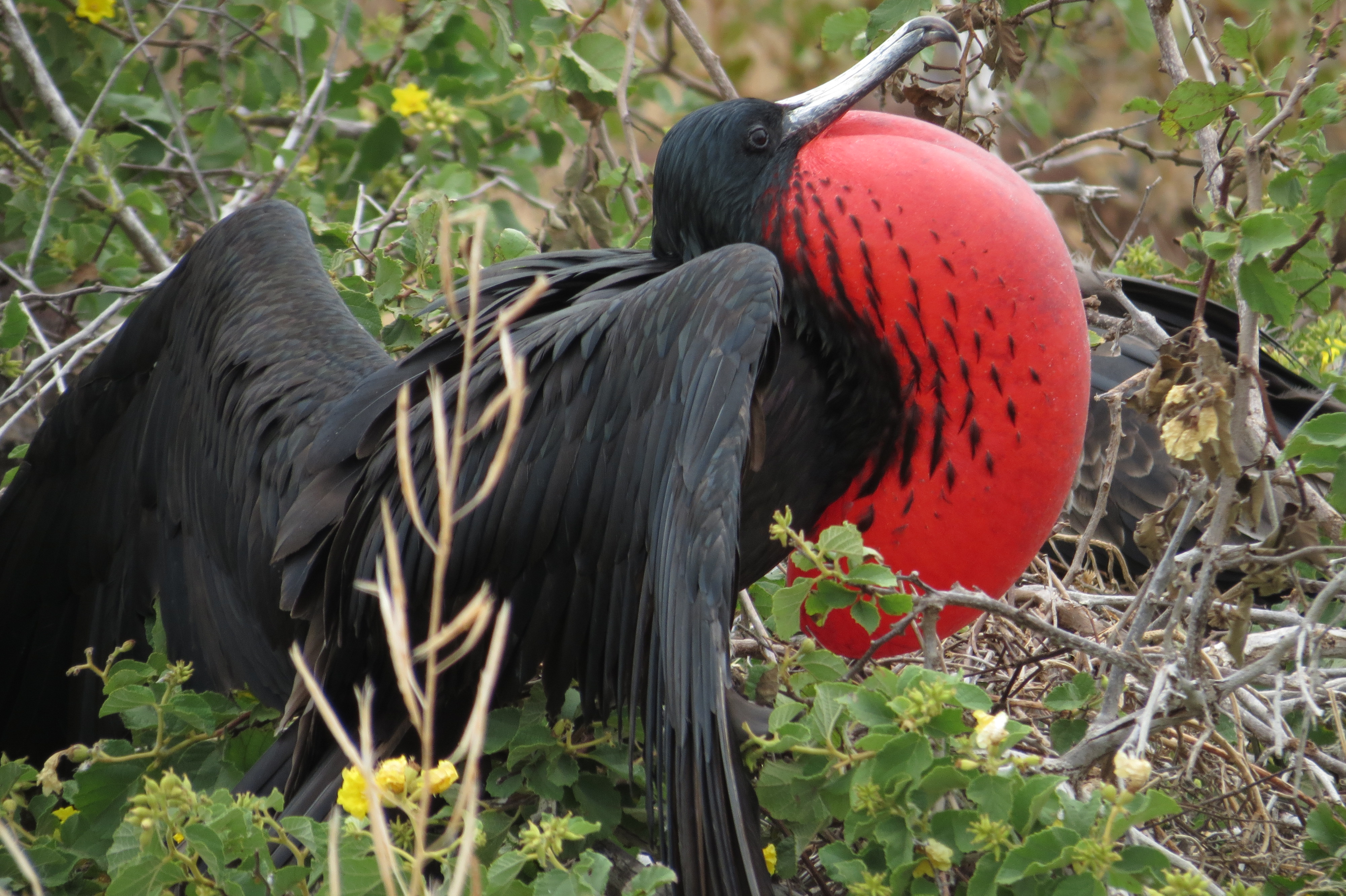 Magnificent Frigatebird