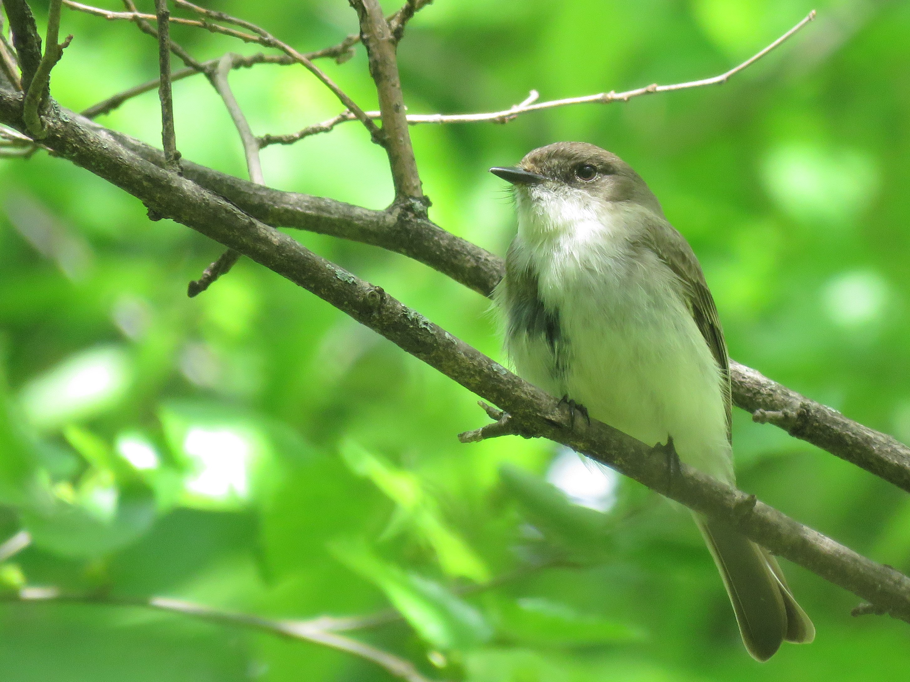 Eastern Phoebe