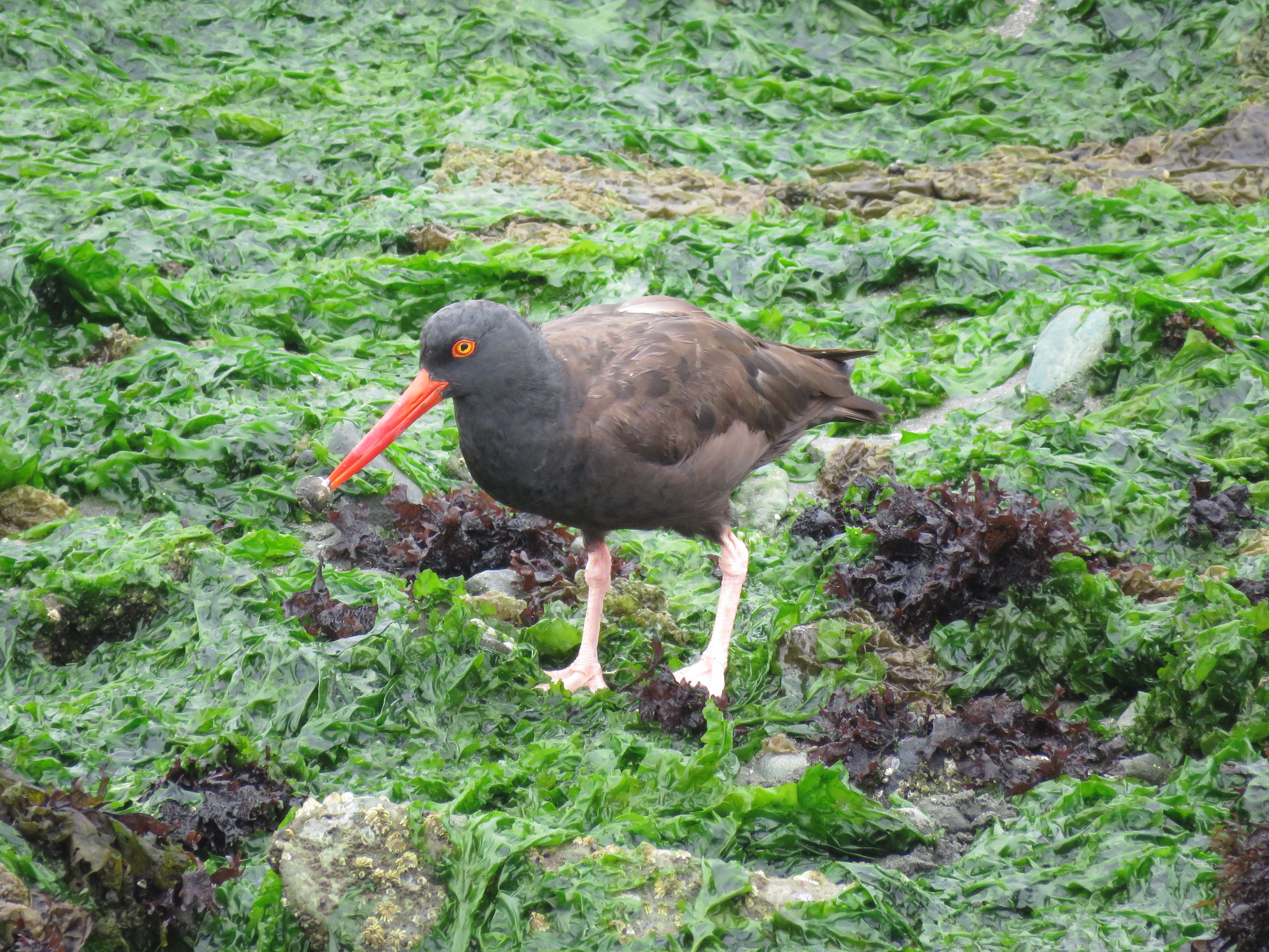 Black Oystercatcher