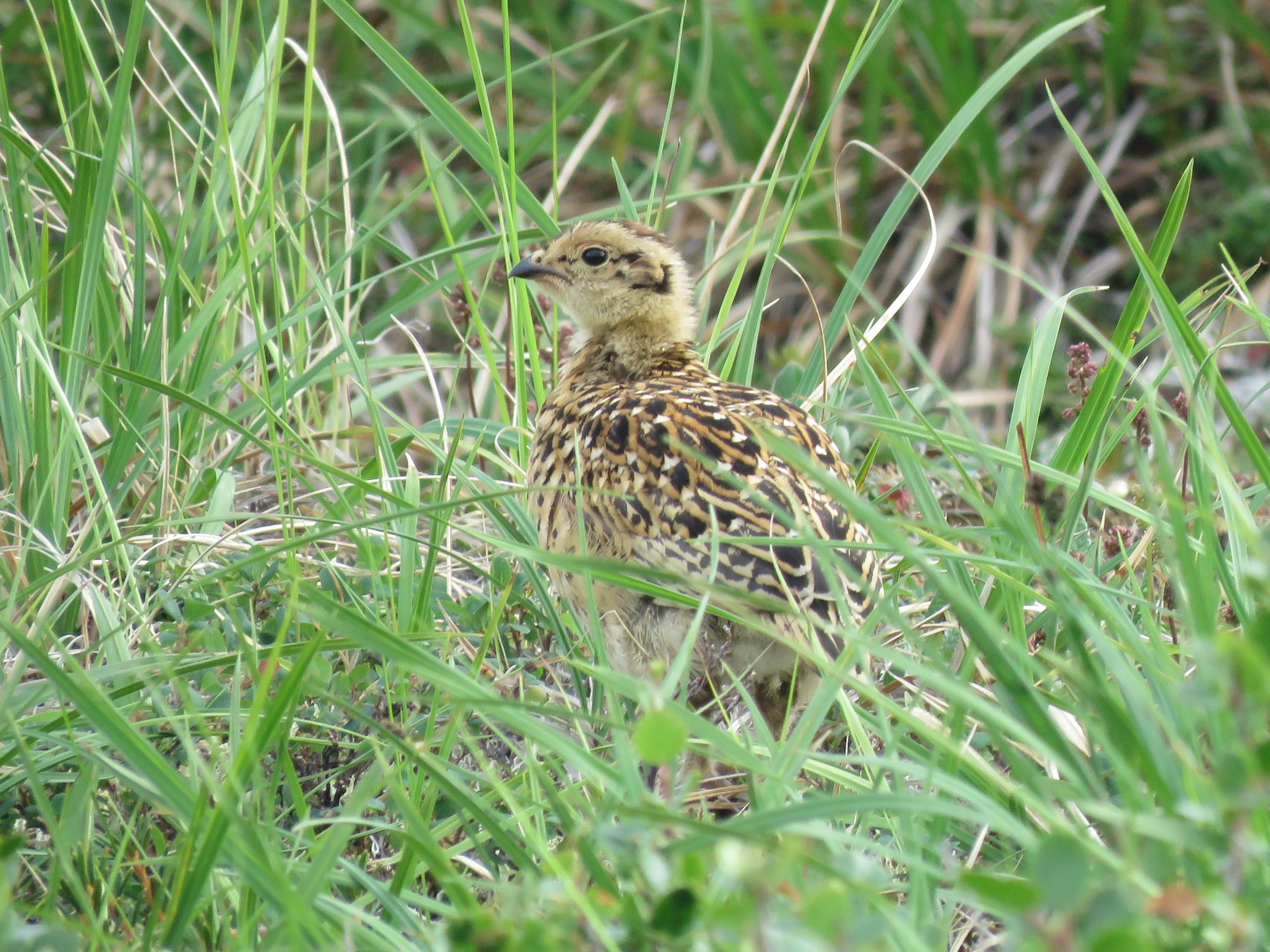 Rock Ptarmigan