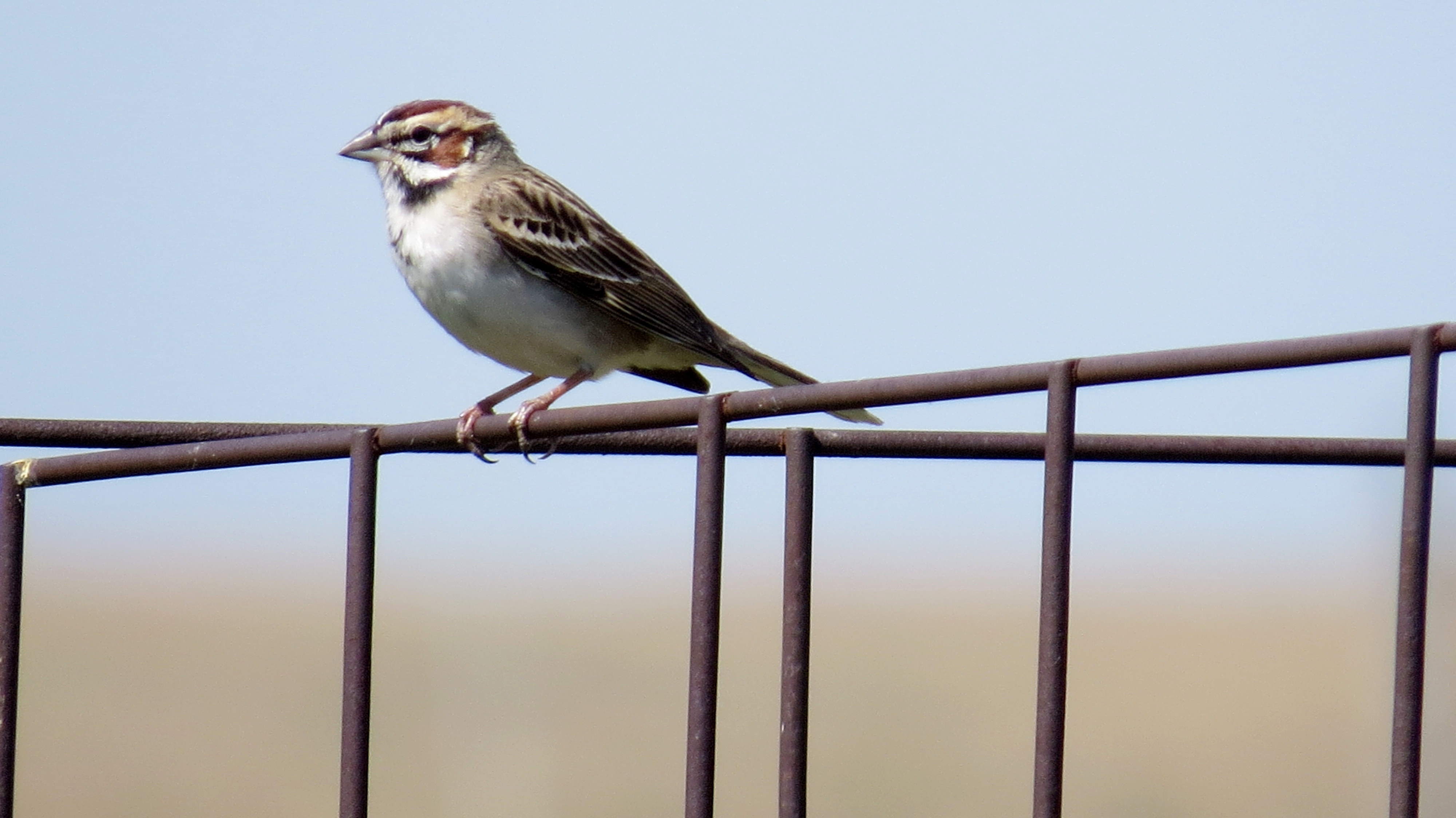 Lark Sparrow