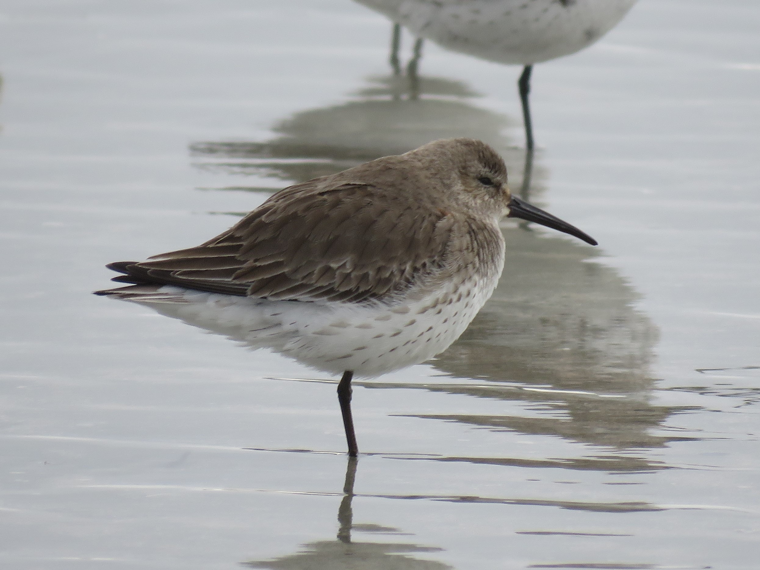Dunlin