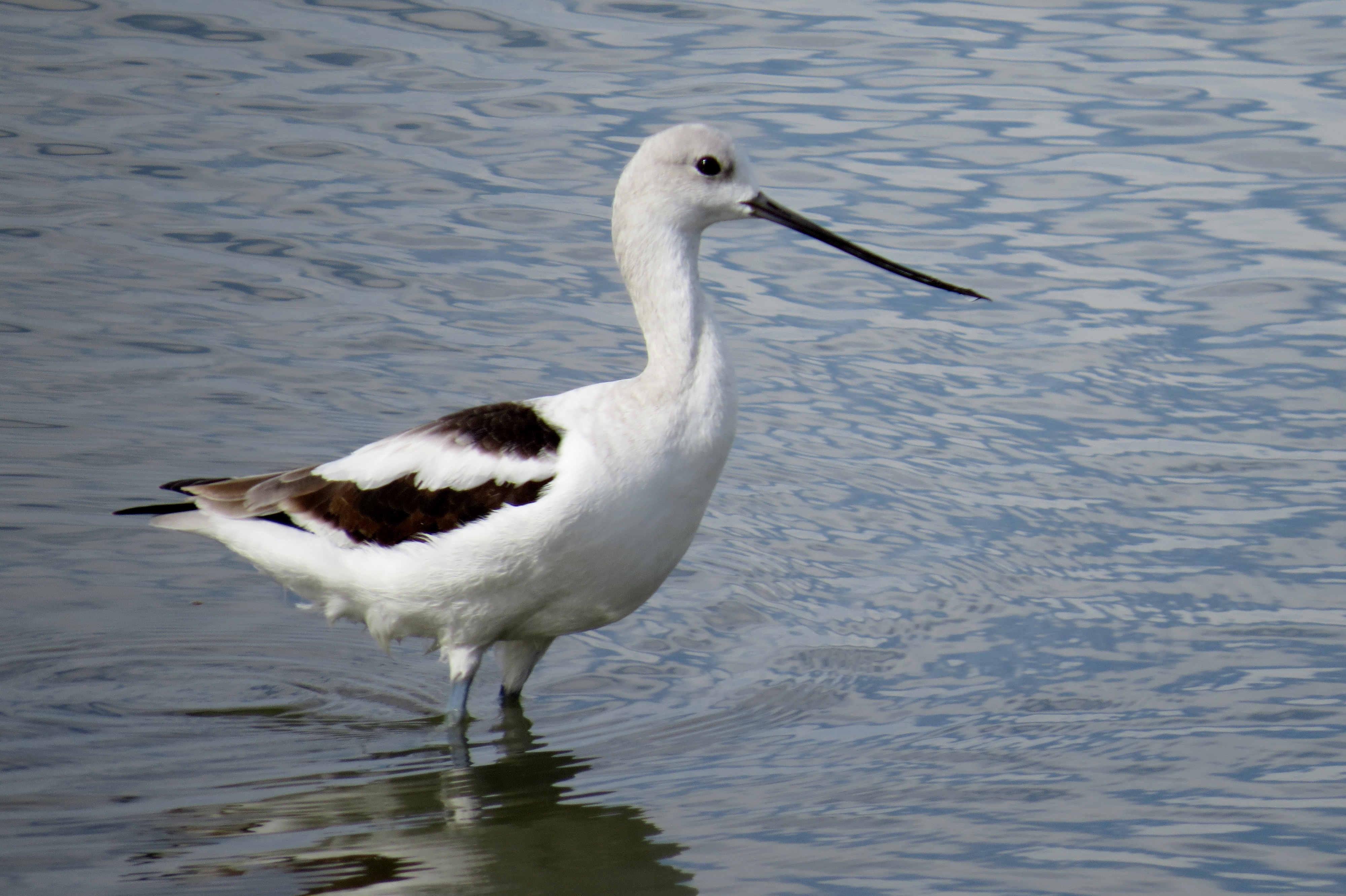 American Avocet