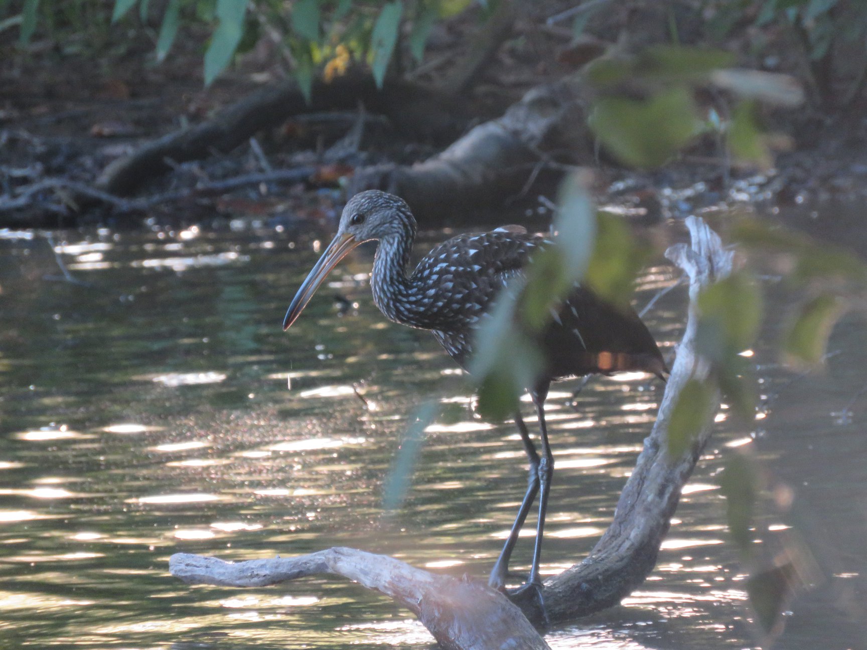 Limpkin