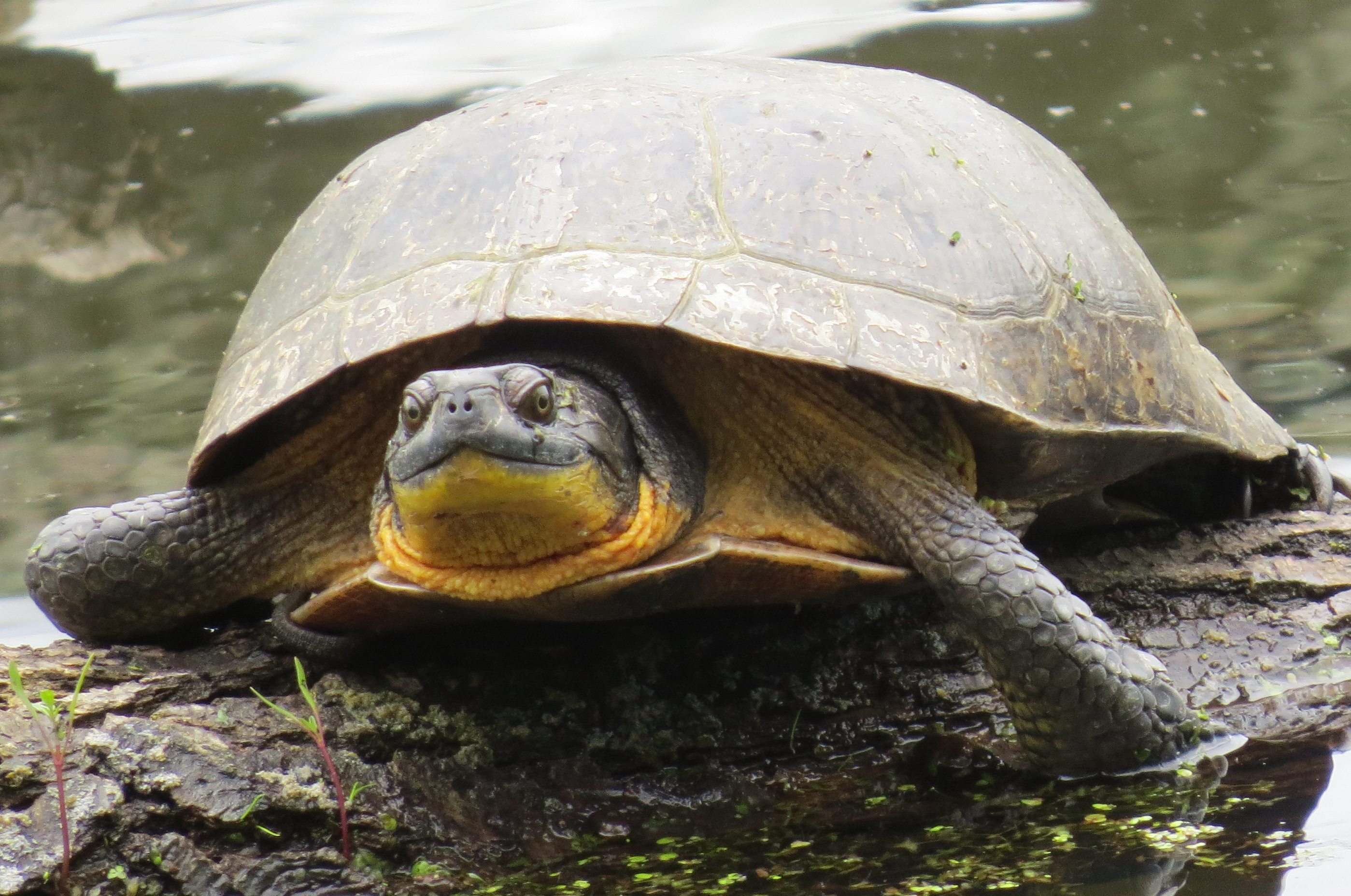 Blanding's Turtle