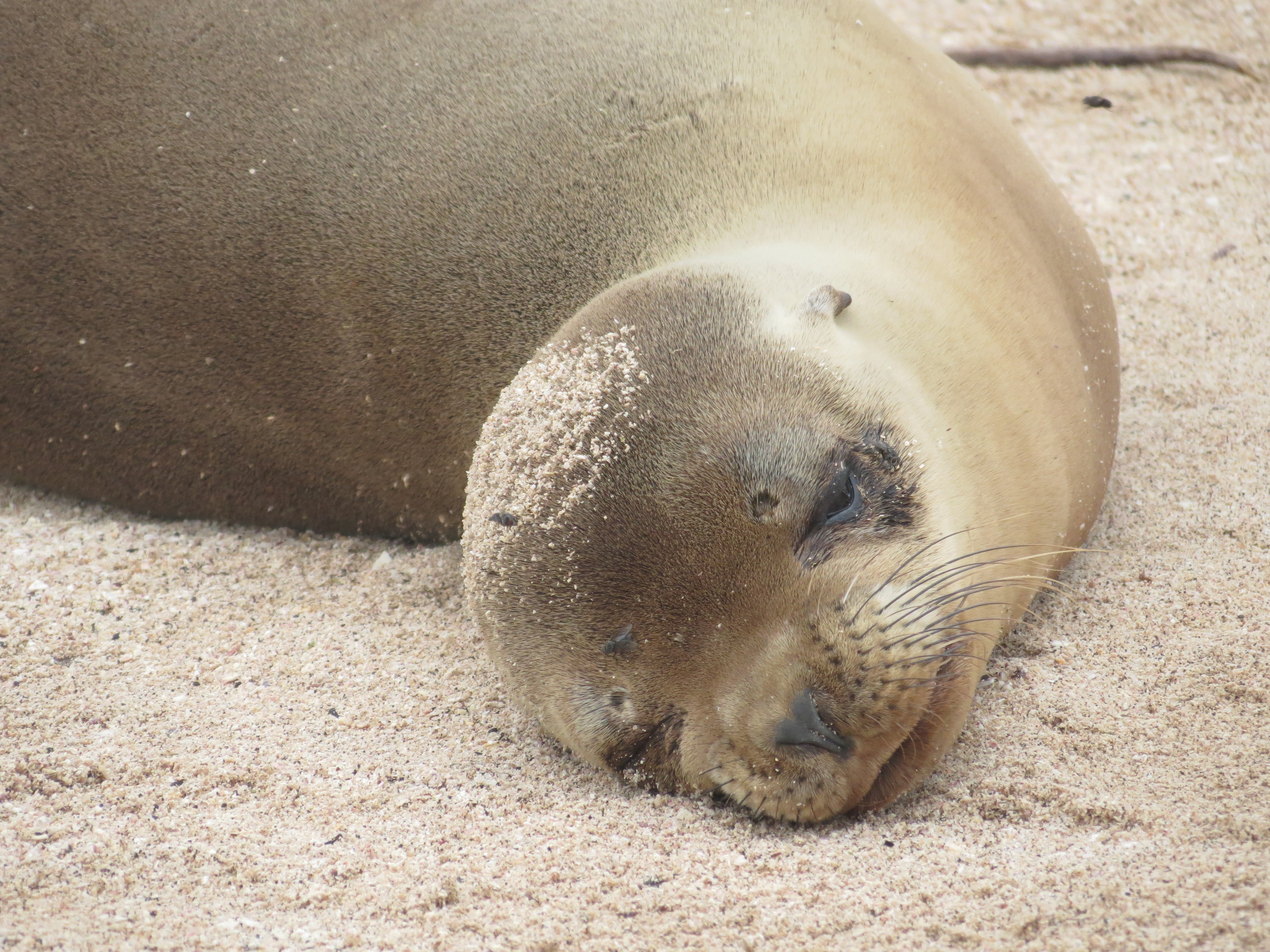 Sea Lion