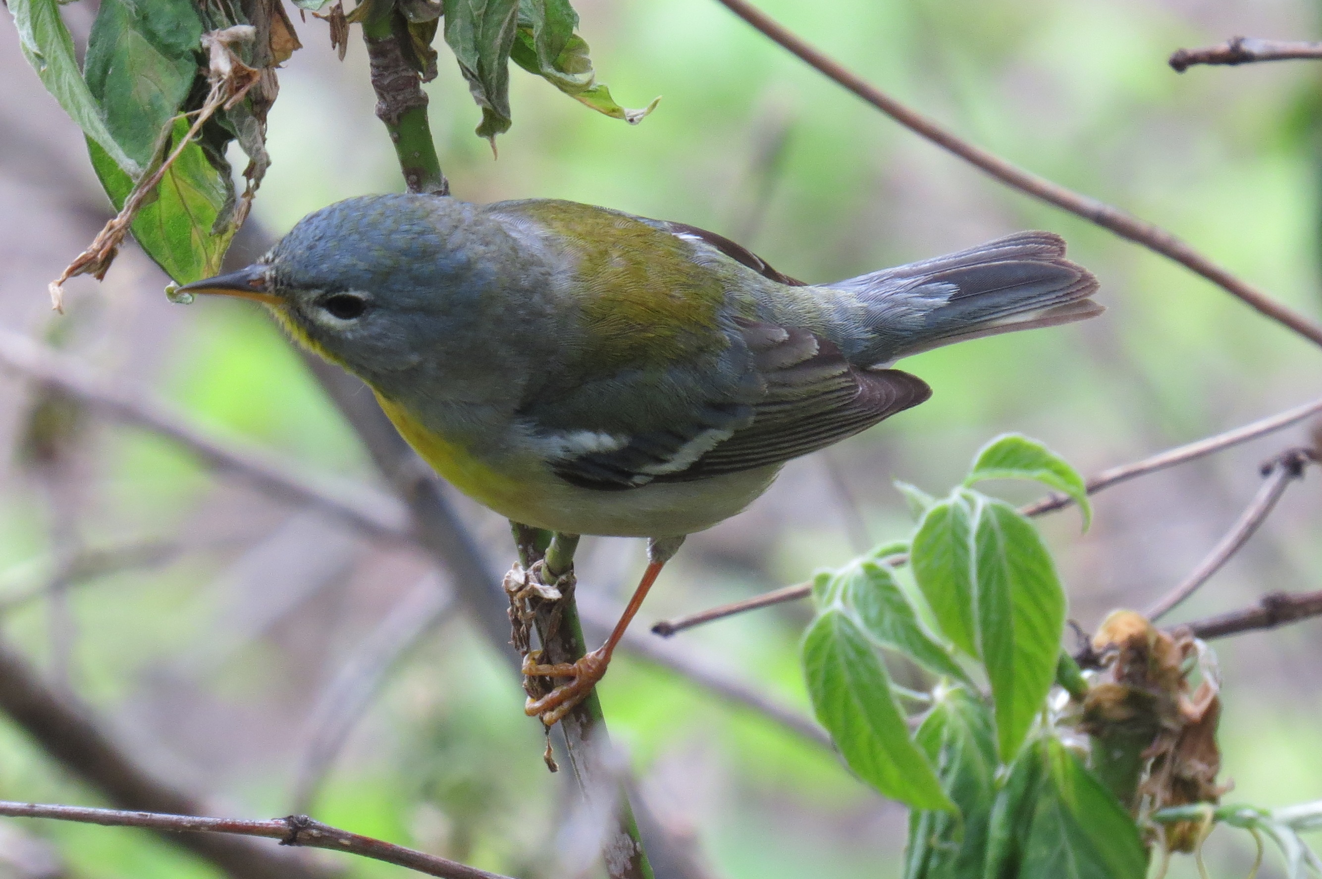 Northern Parula