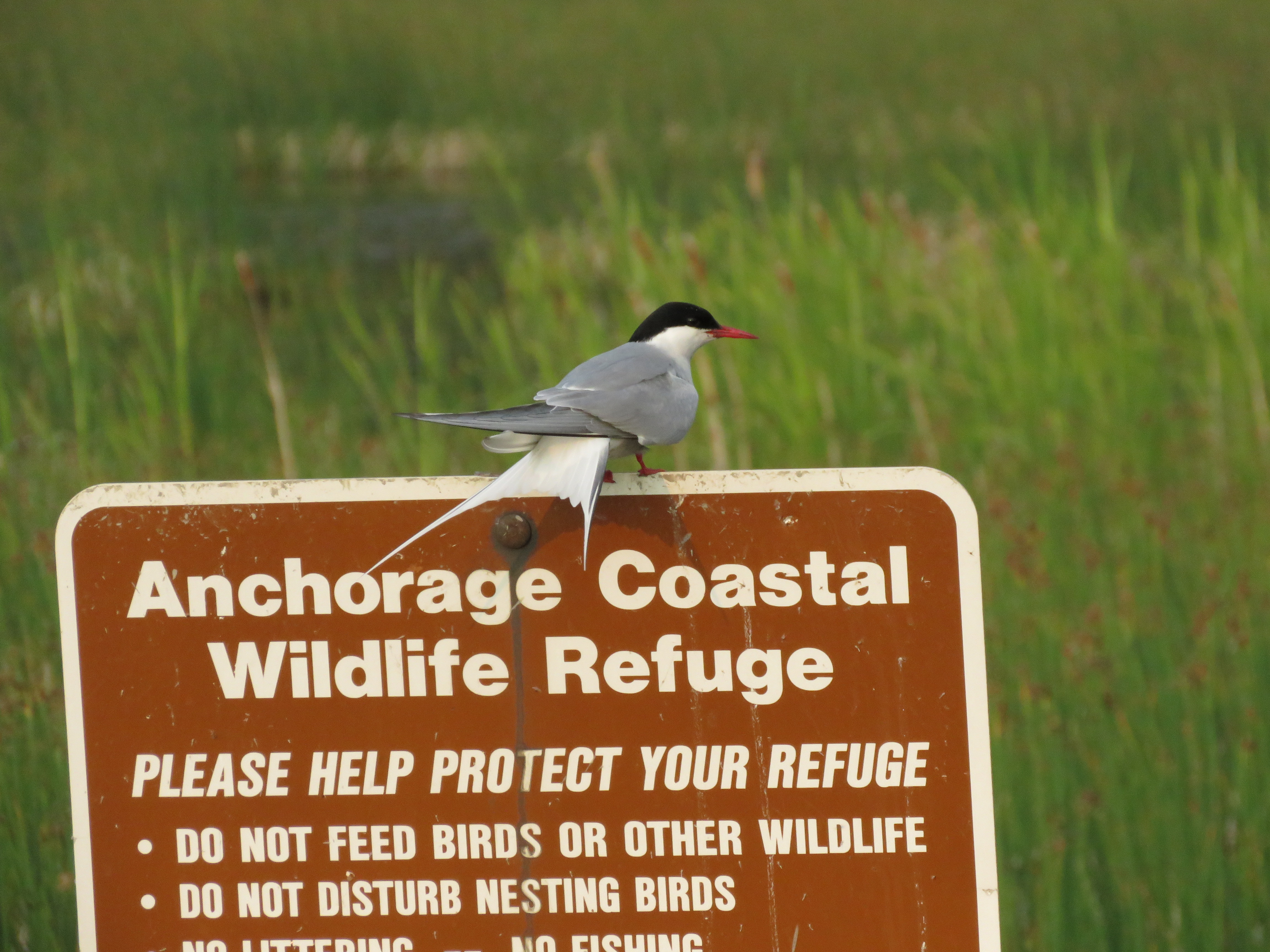 Arctic Tern