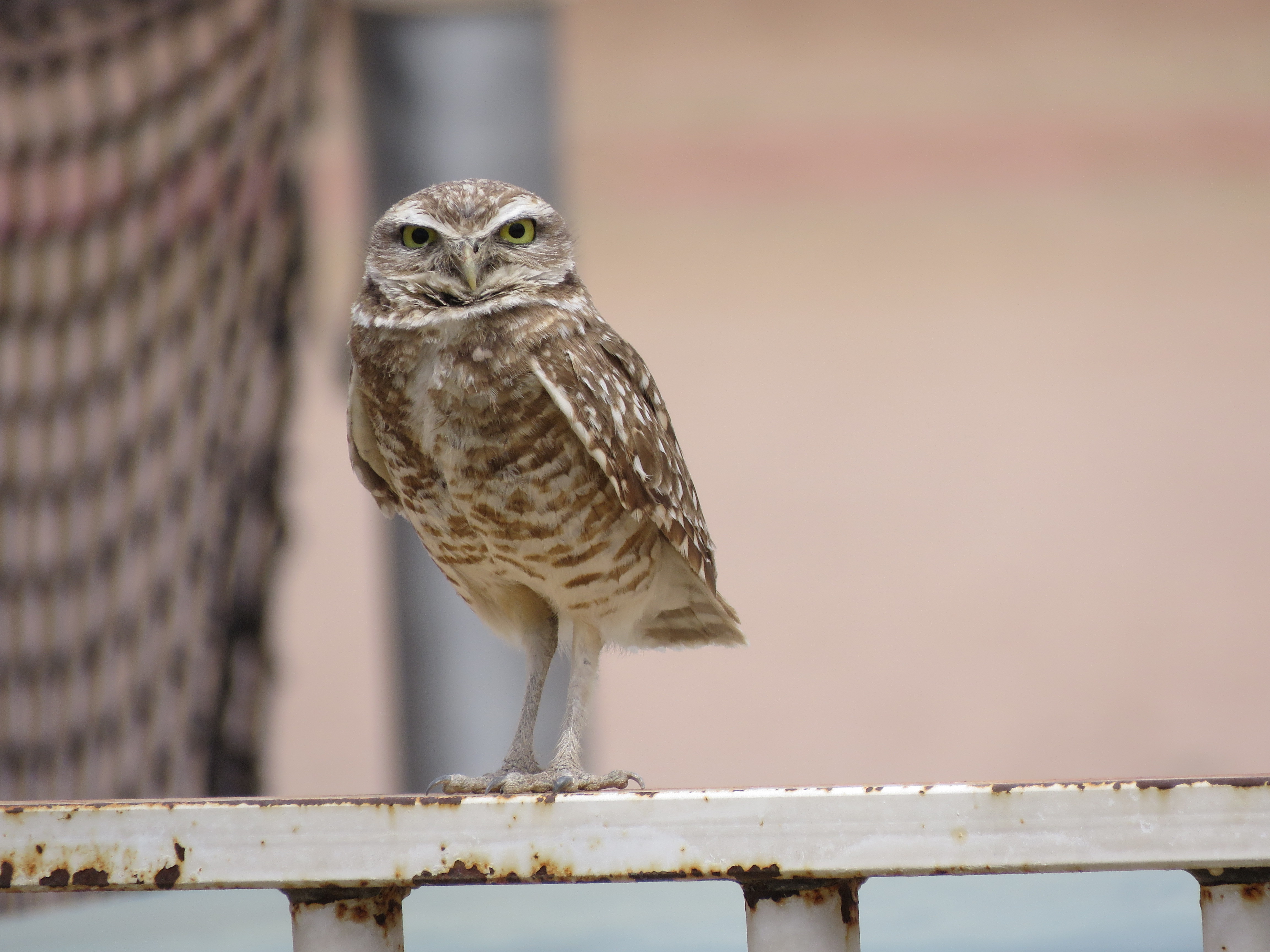 Burrowing Owl