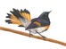 Colored pencil drawing of a black, white, and orange male American Redstart, with his tail feathers splayed so he glows in the light.