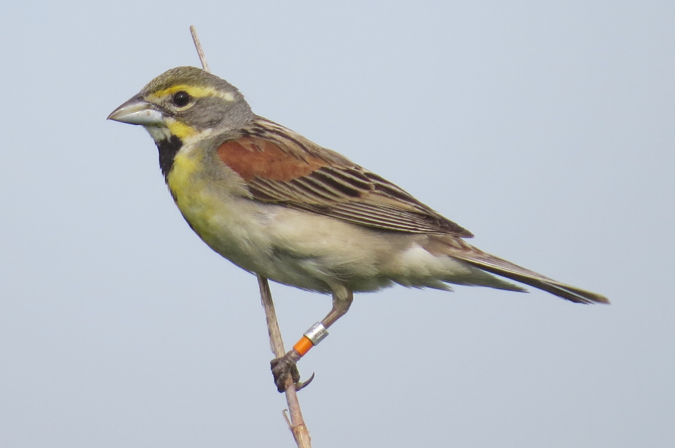 Dickcissel