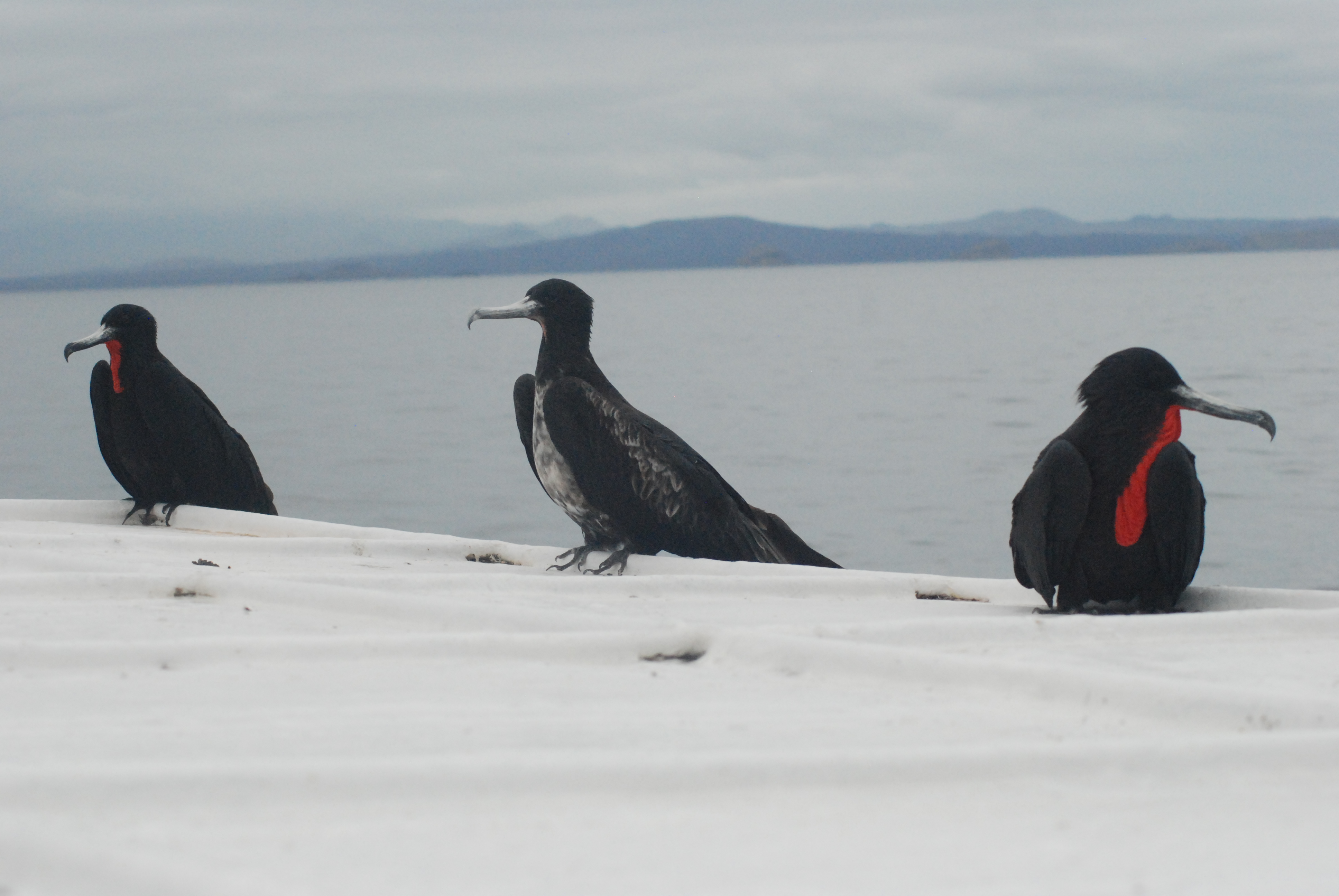 Magnificent Frigatebirds