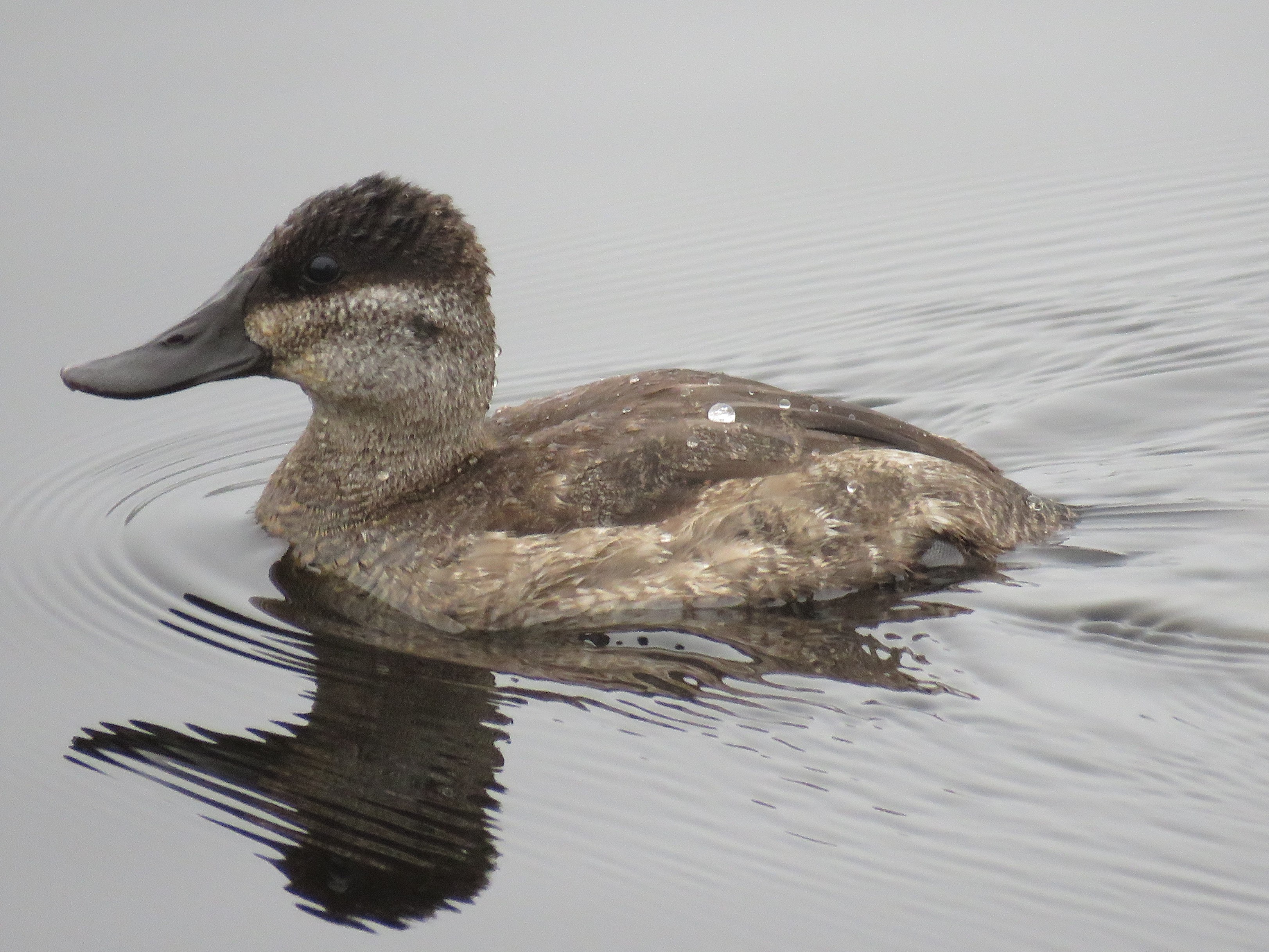 Ruddy Duck