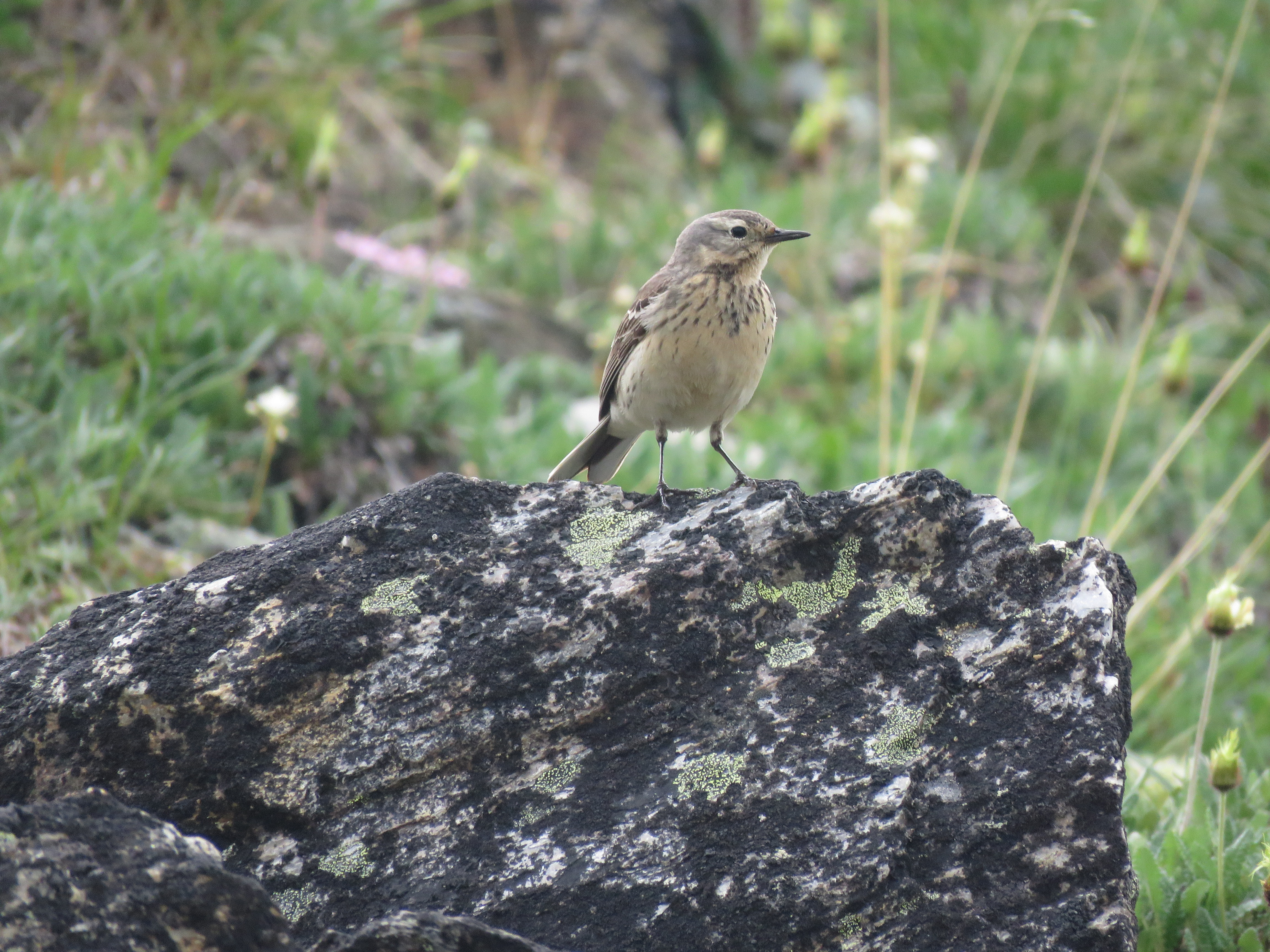 American Pipit