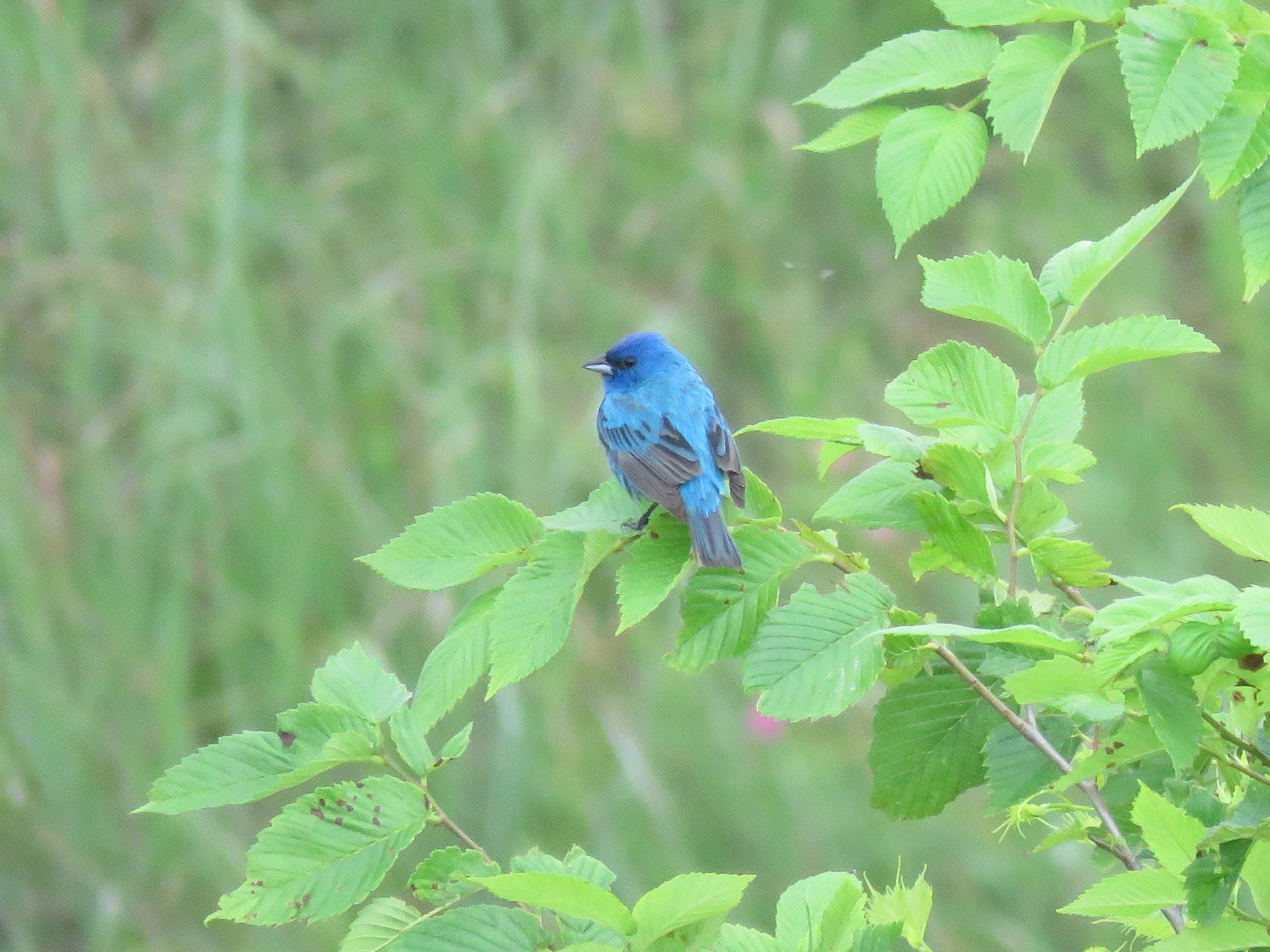 Indigo Bunting
