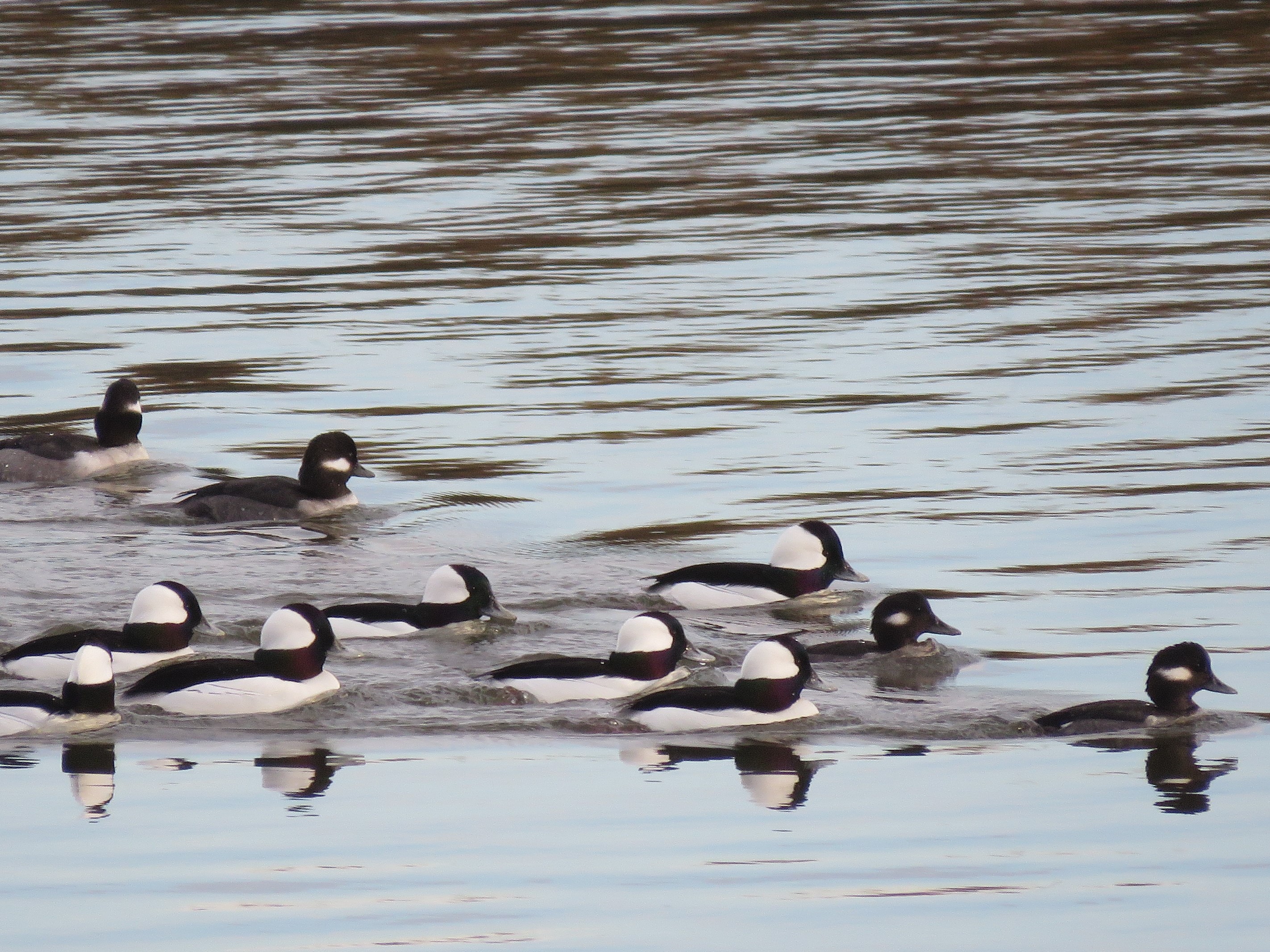 Bufflehead