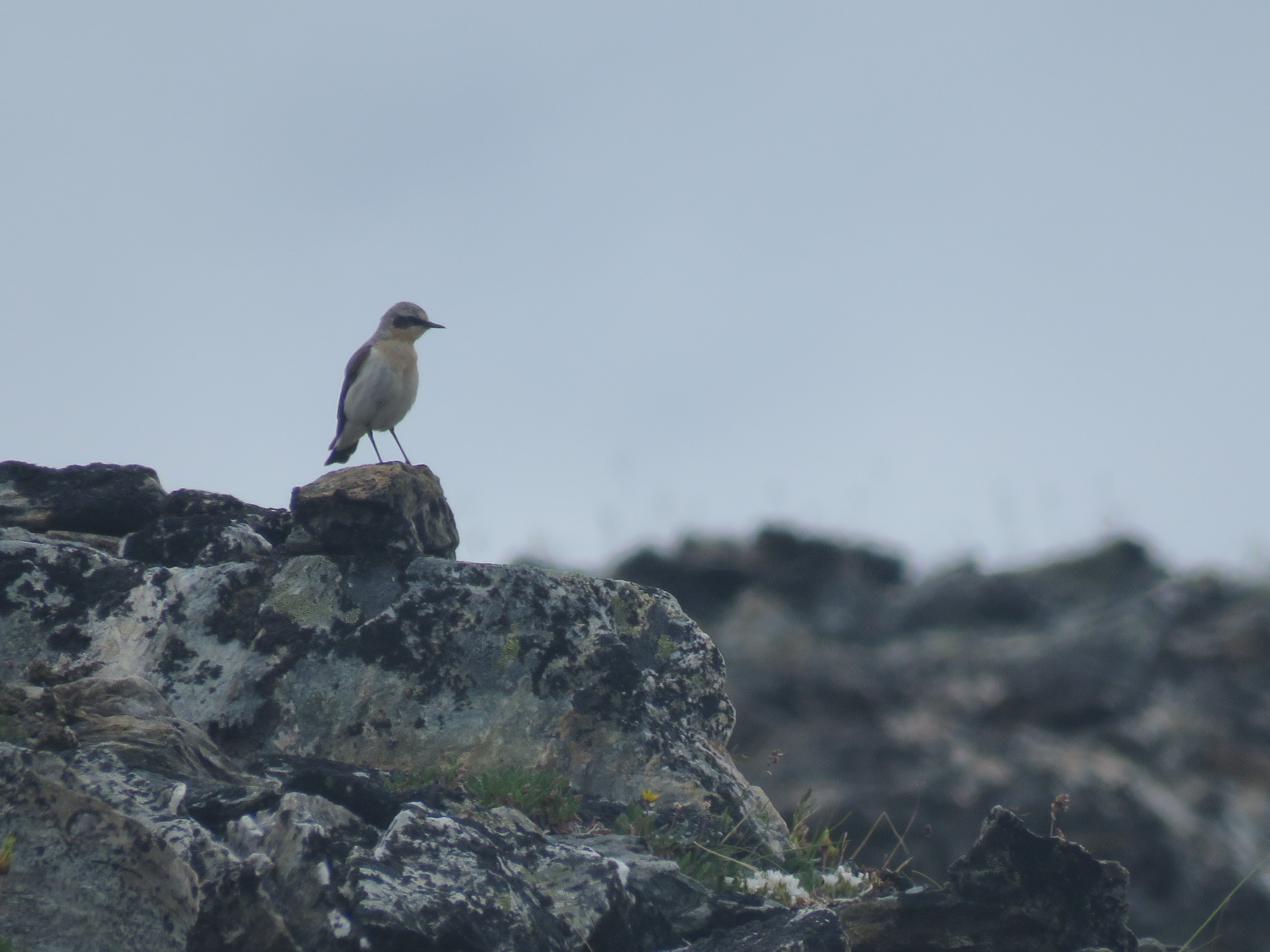 Northern Wheatear