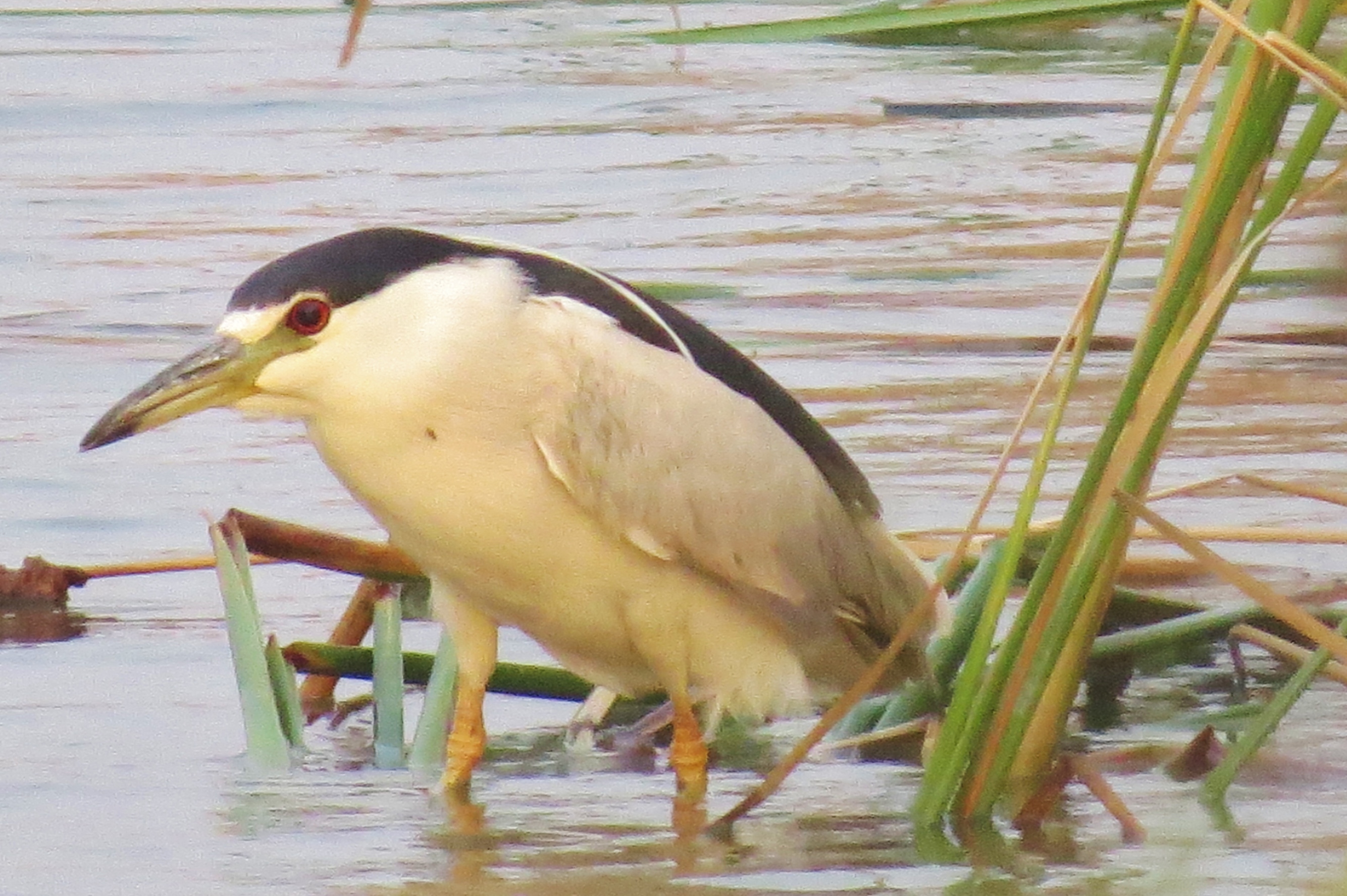Black-crowned Night-heron