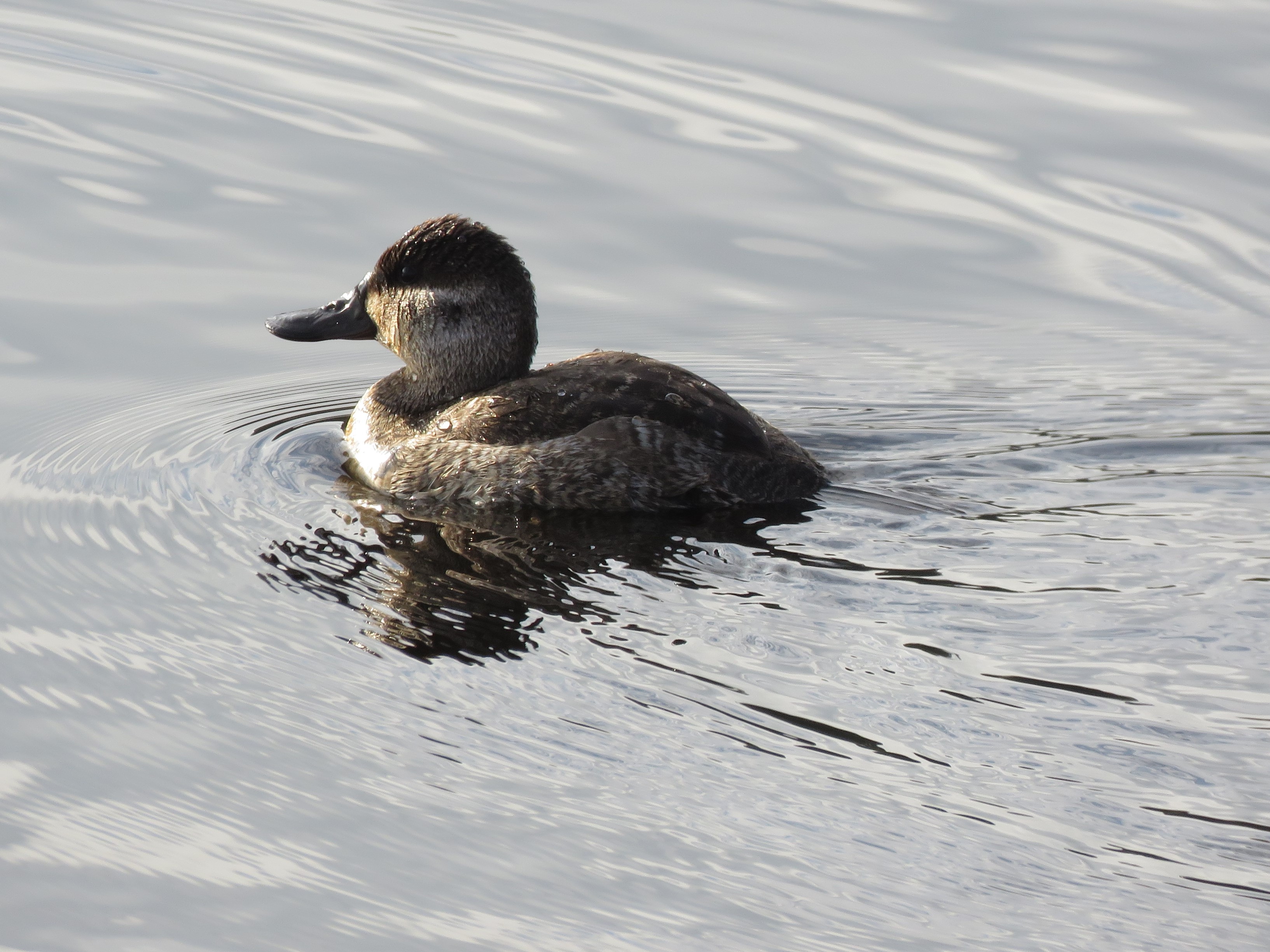 Ruddy Duck