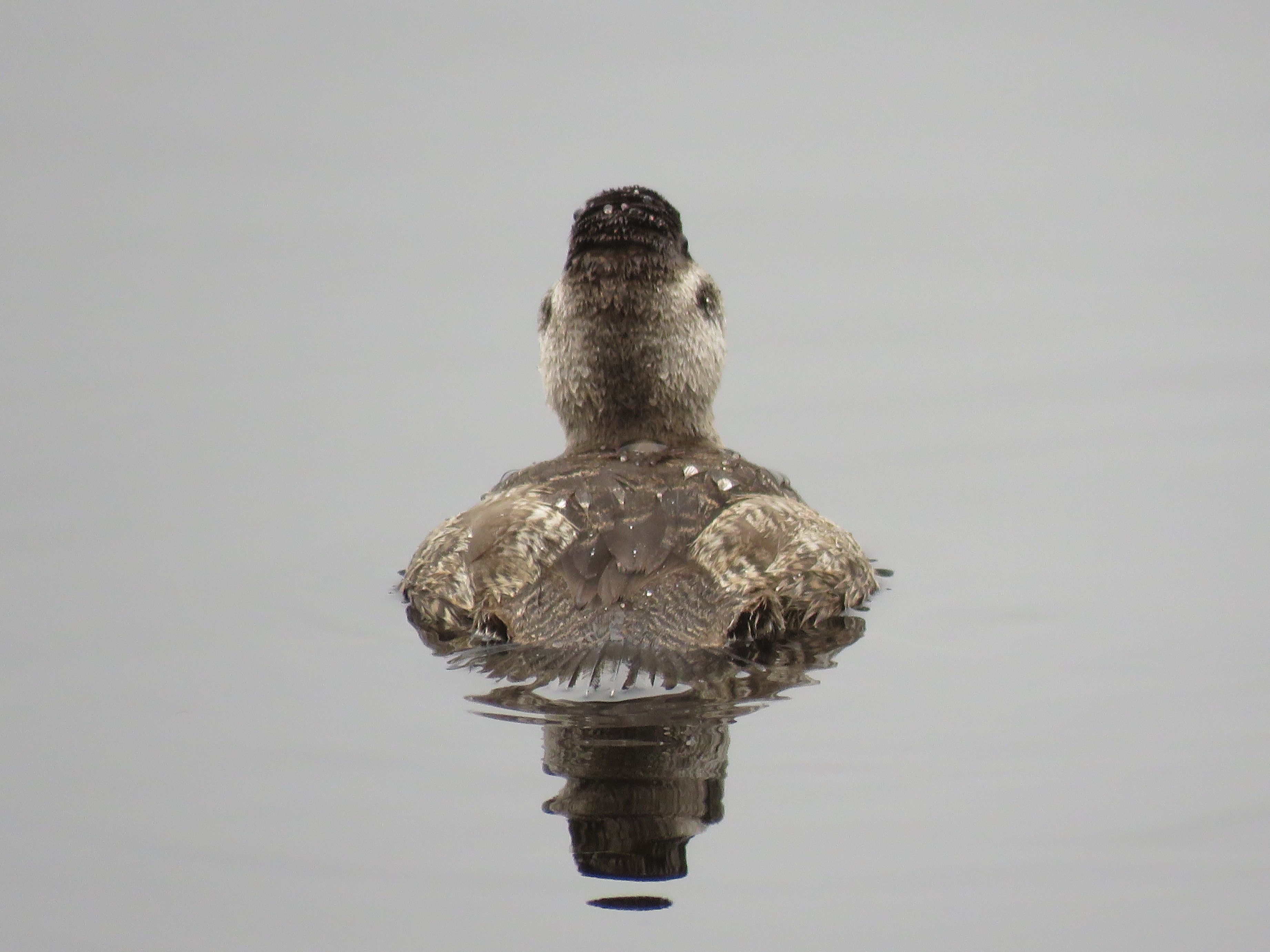Ruddy Duck