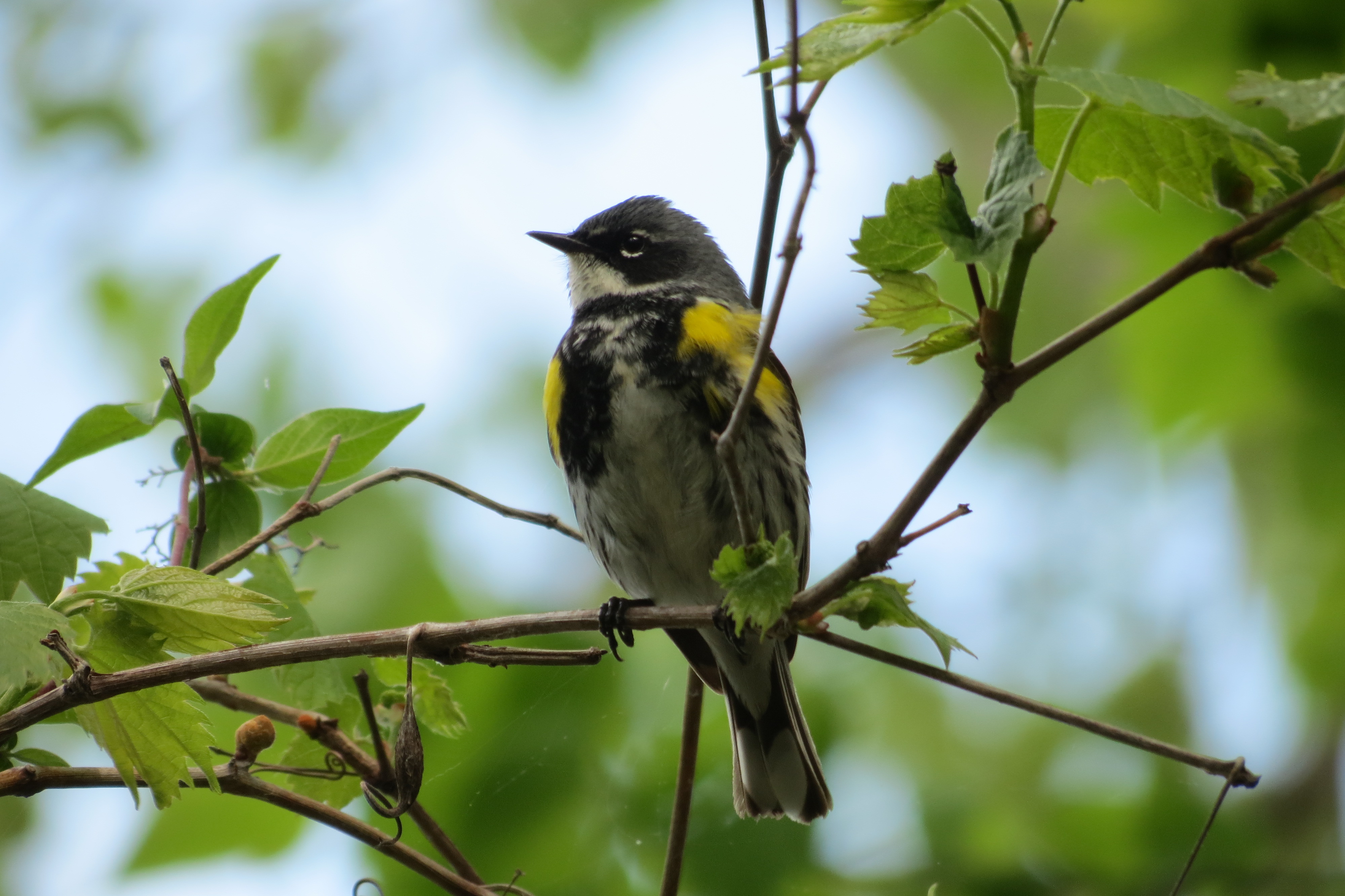 Myrtle (Yellow-rumped) Warbler