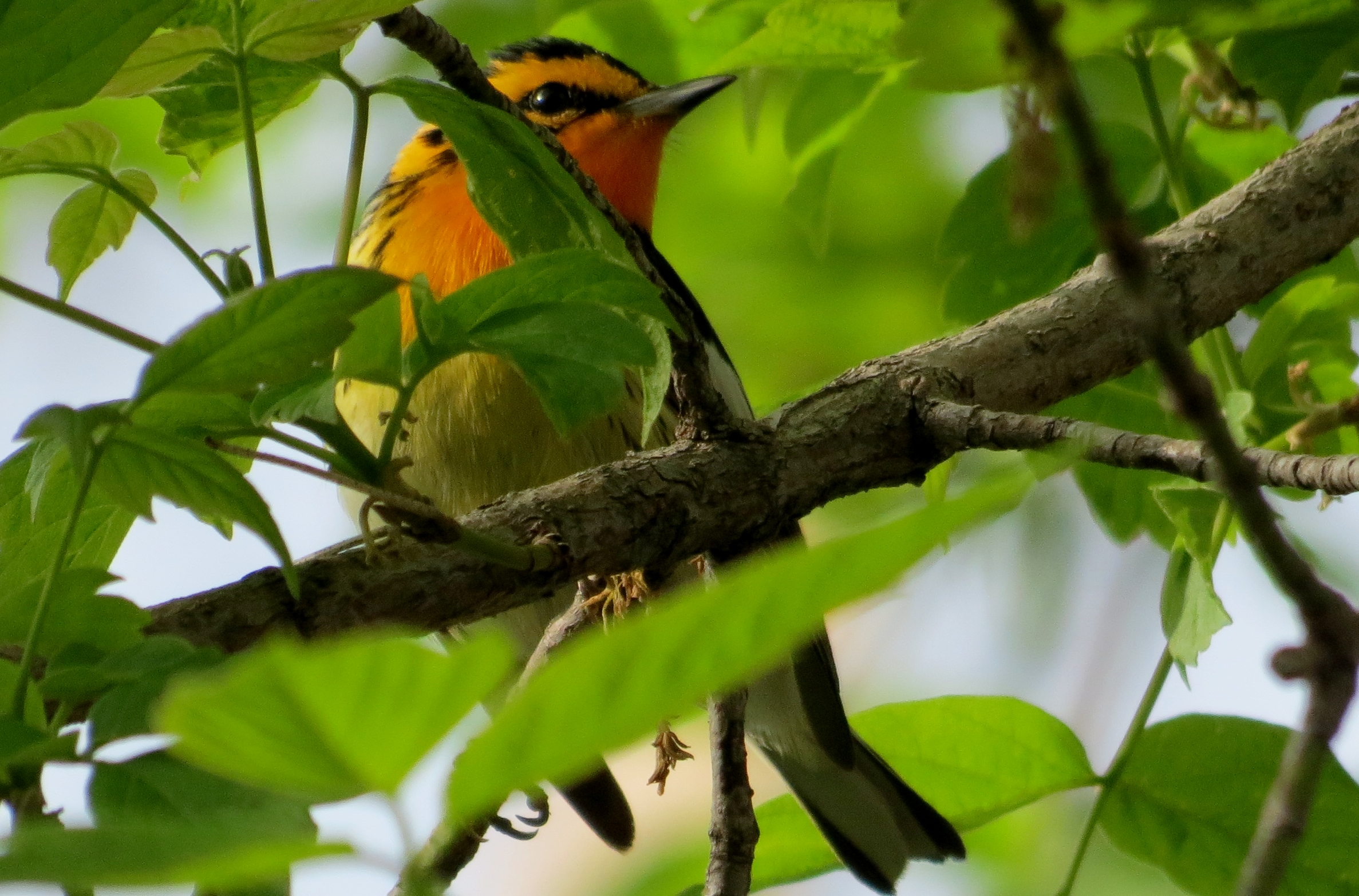 Blackburnian Warbler