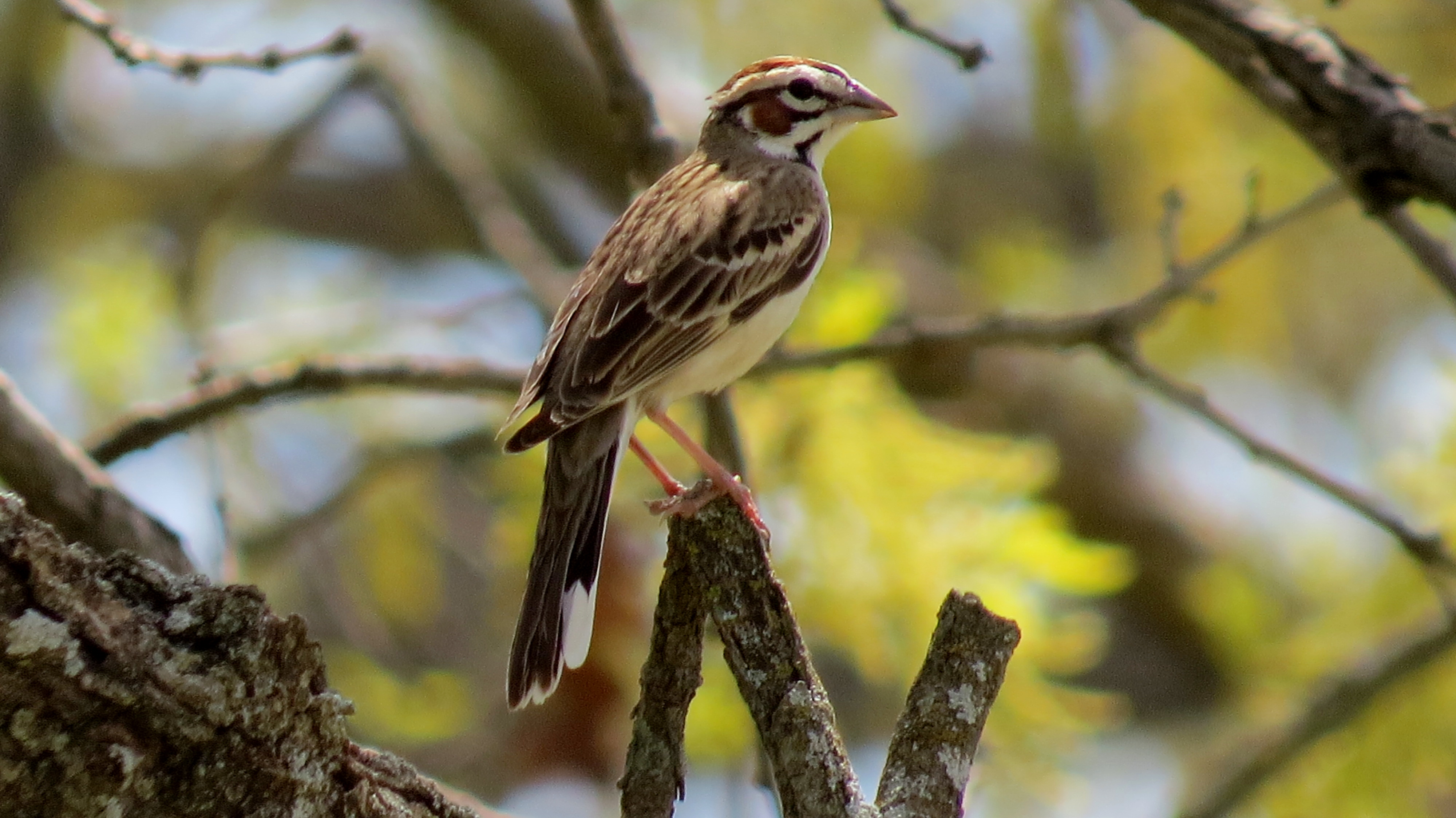 Lark Sparrow
