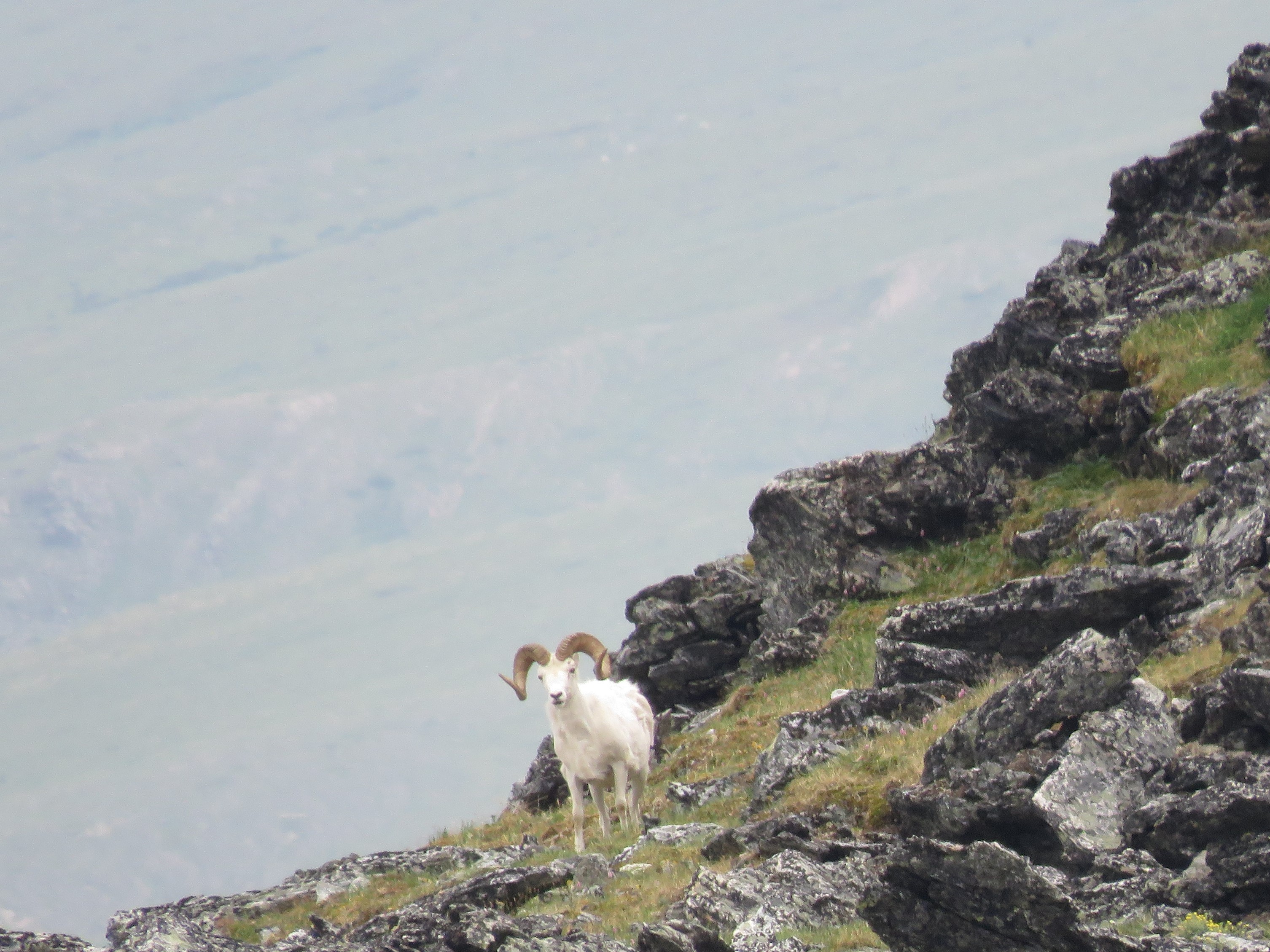 Dahl's Sheep
