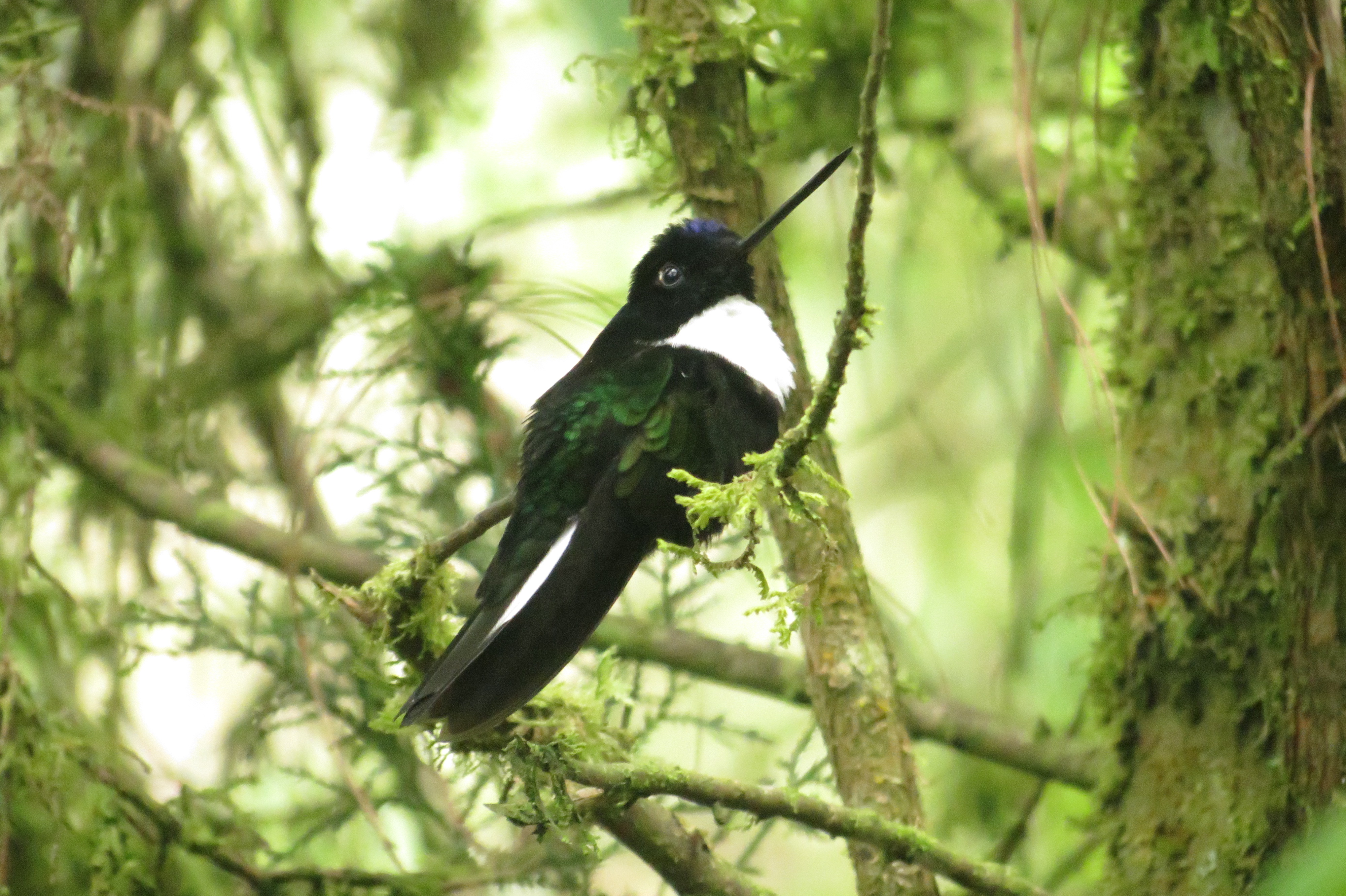 Collared Inca