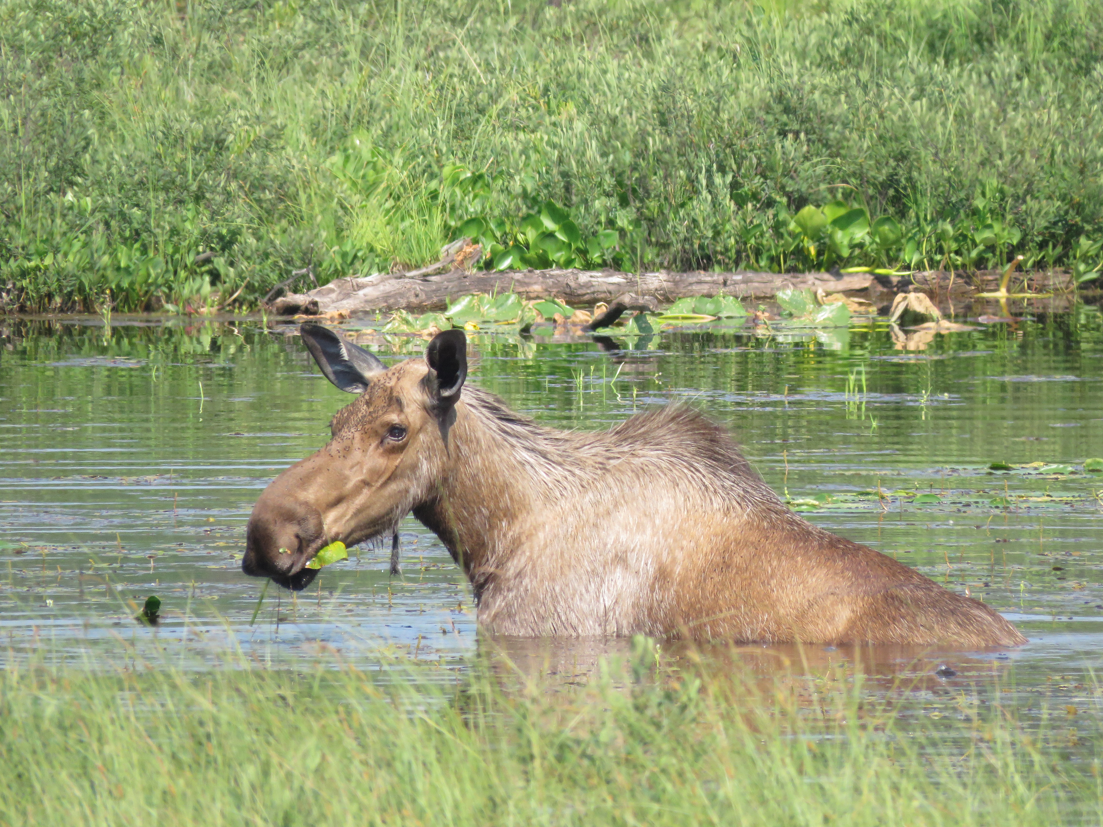 Moose