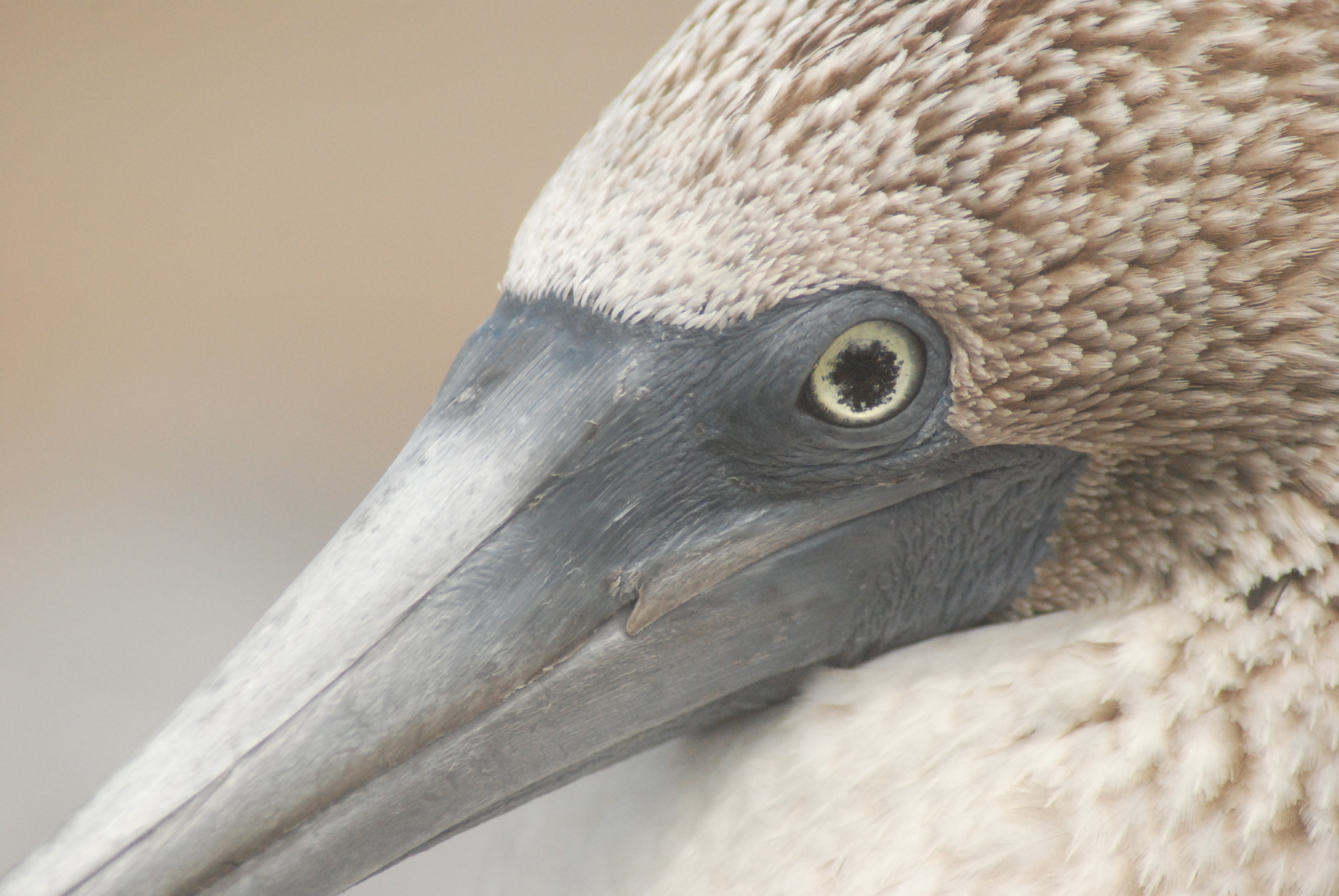 Blue-footed Booby