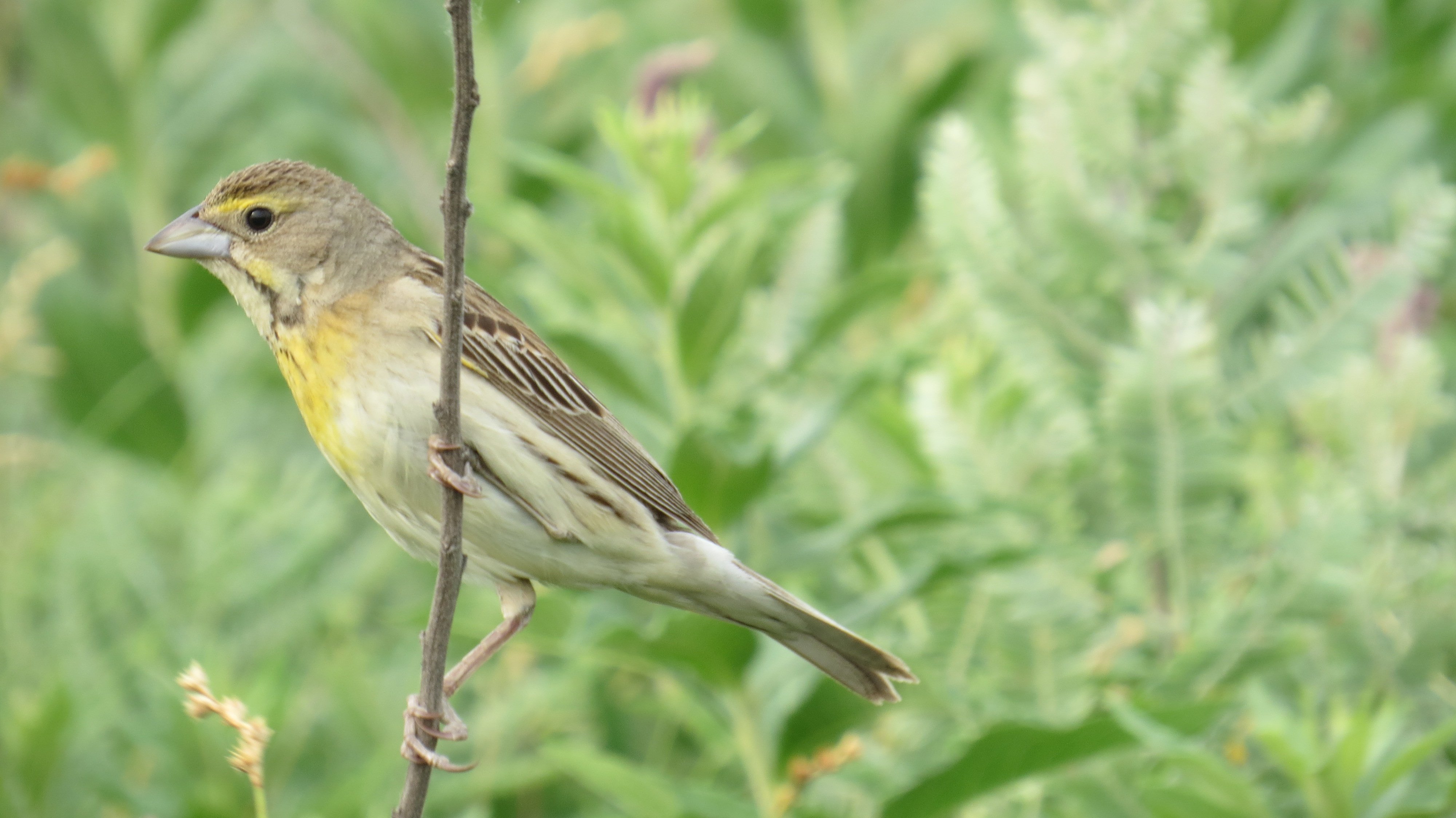 Dickcissel