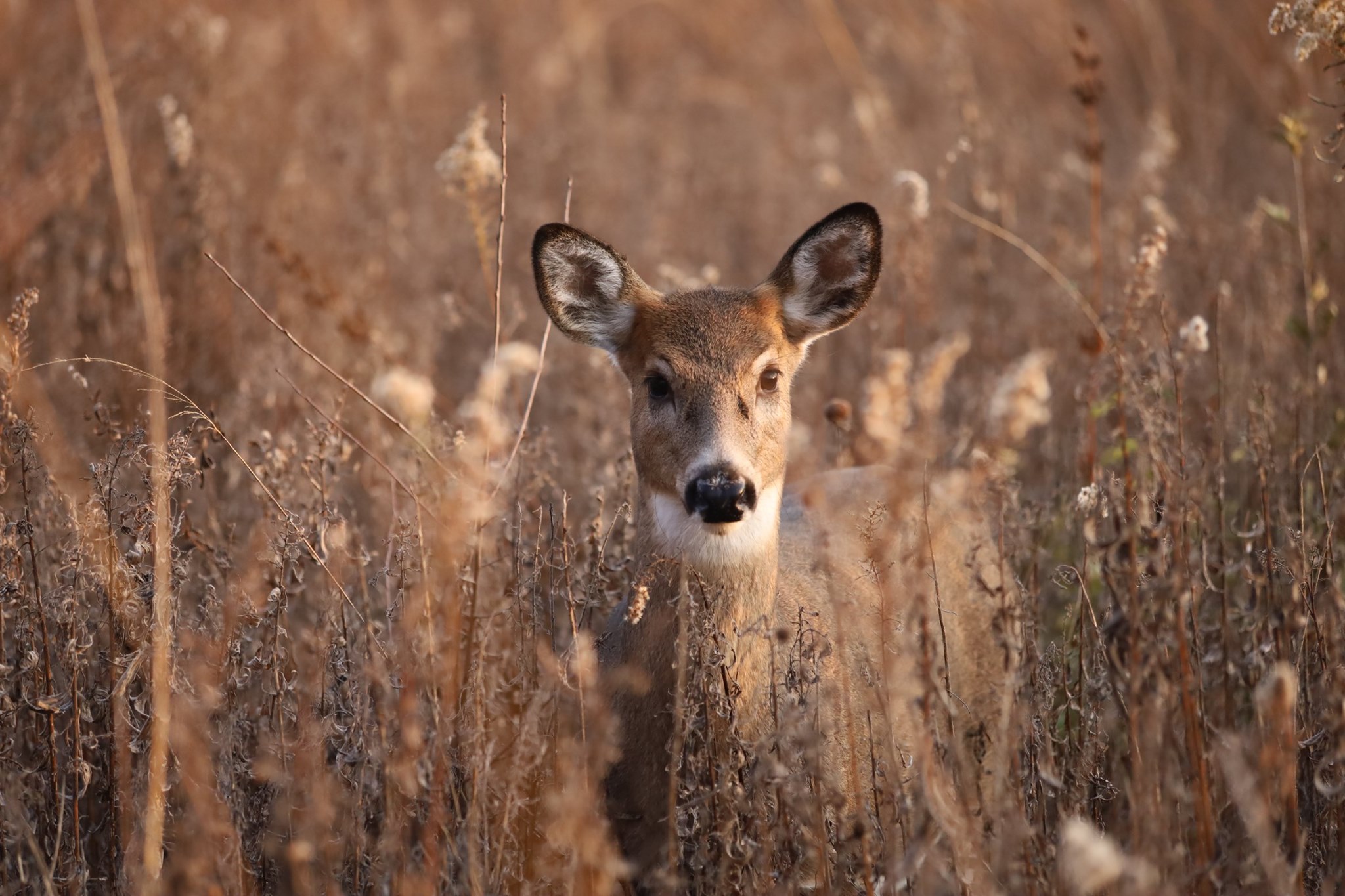 White-tailed Deer